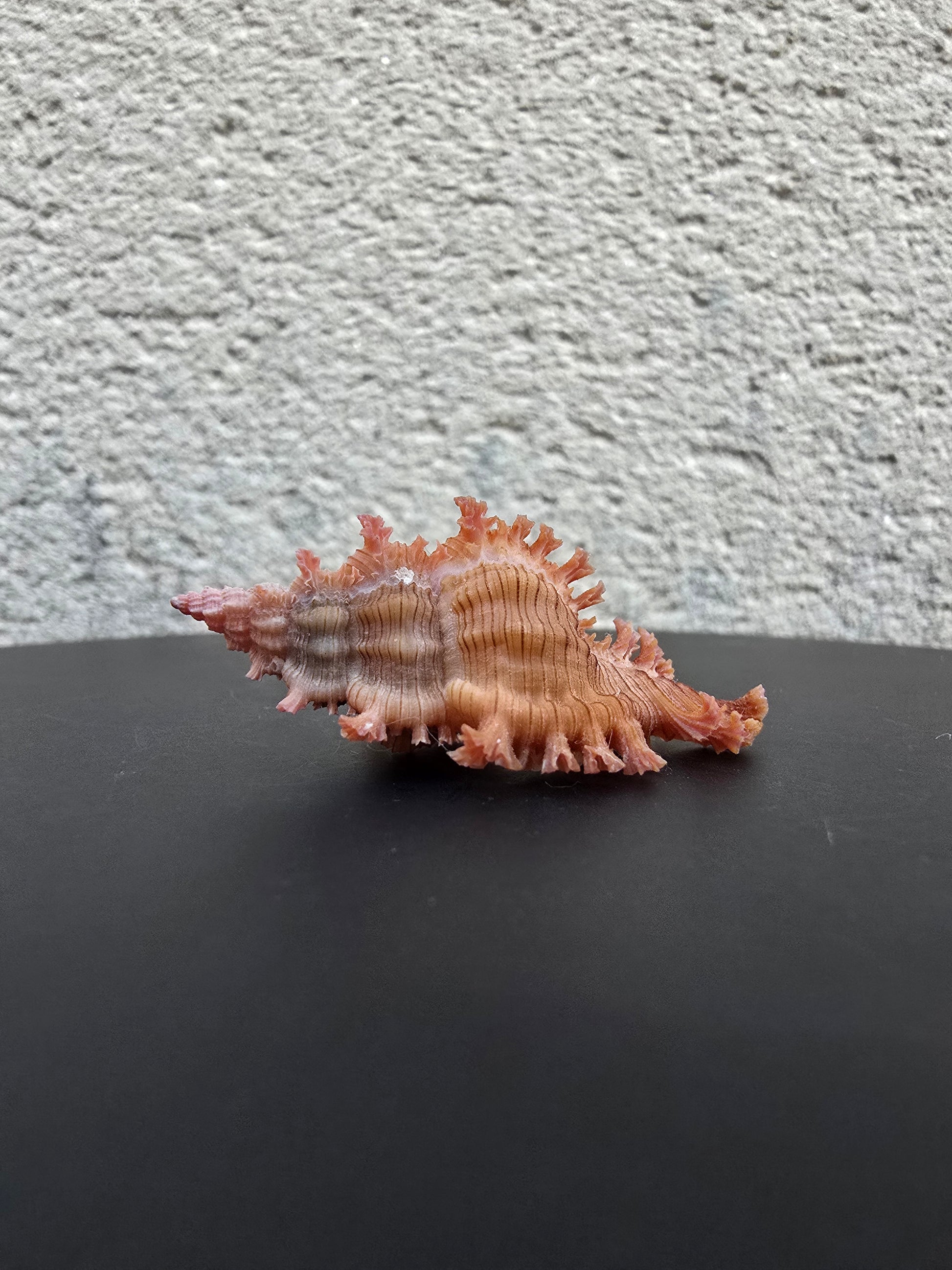 Coquillage Chicoreus Murex