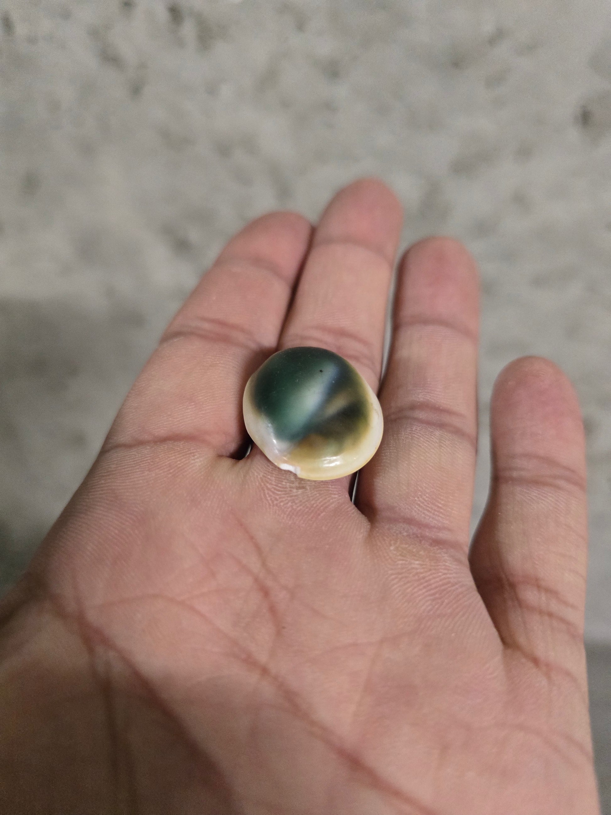 Coquillage Shiva oeil de chat