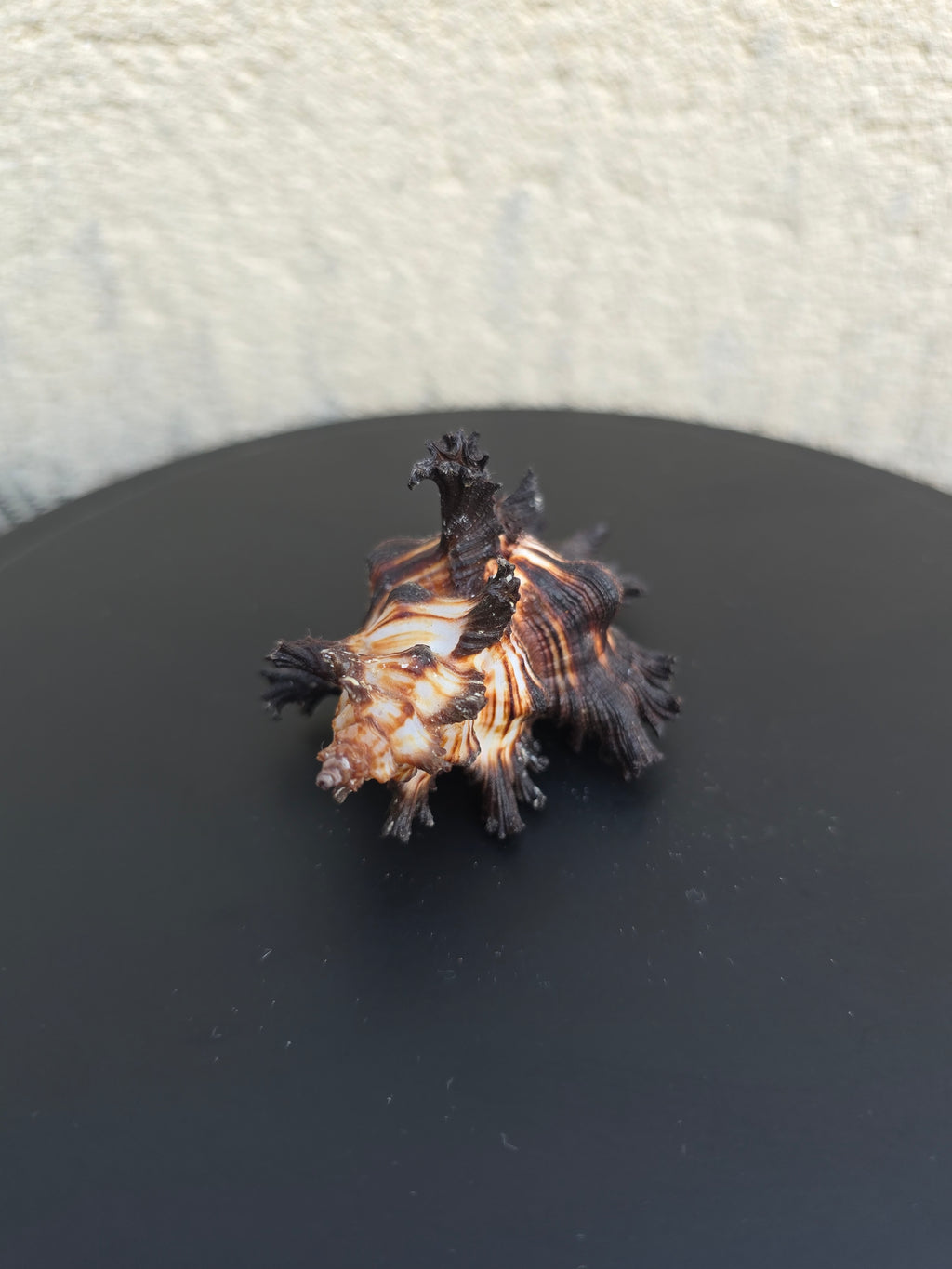 Coquillage Murex Chicoreus
