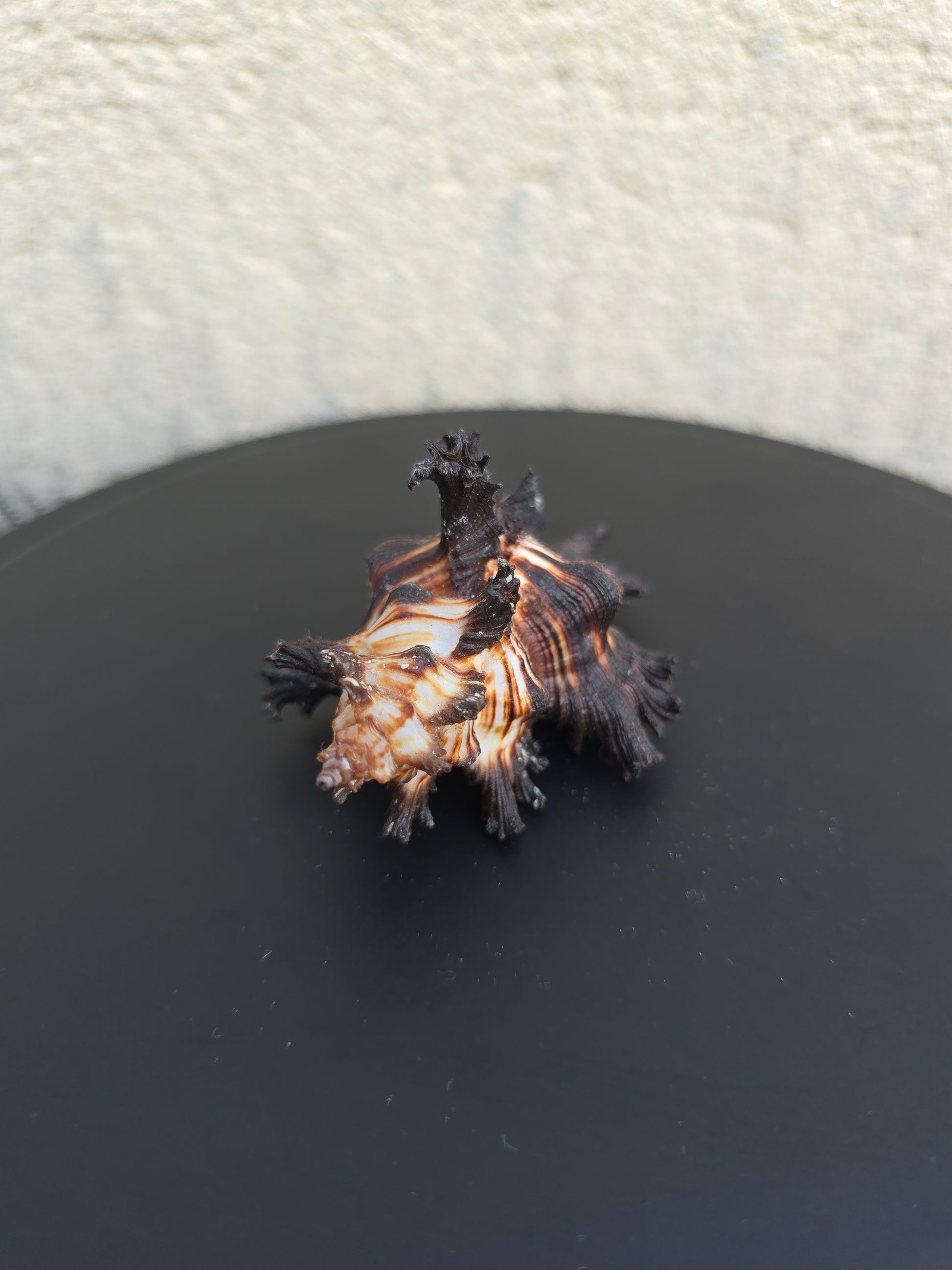 Coquillage Murex Chicoreus