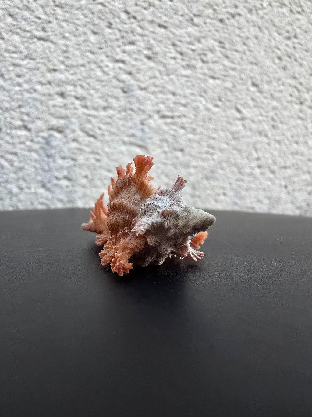 Coquillage Chicoreus Murex