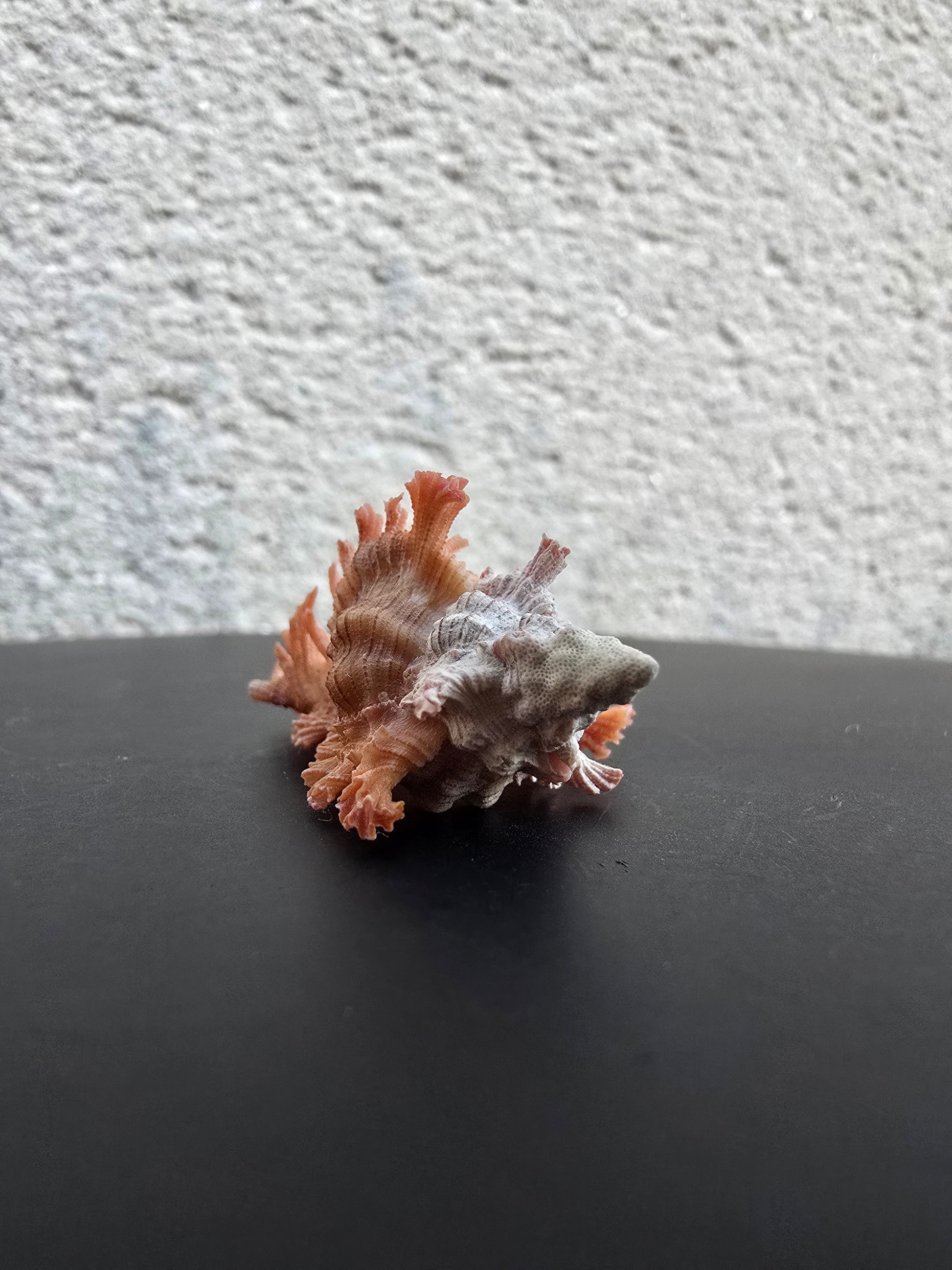 Coquillage Chicoreus Murex