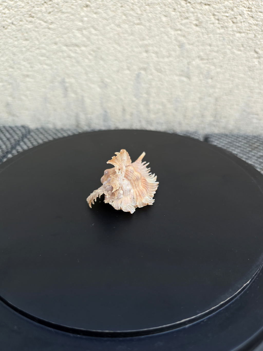 Coquillage Murex Chicoreus