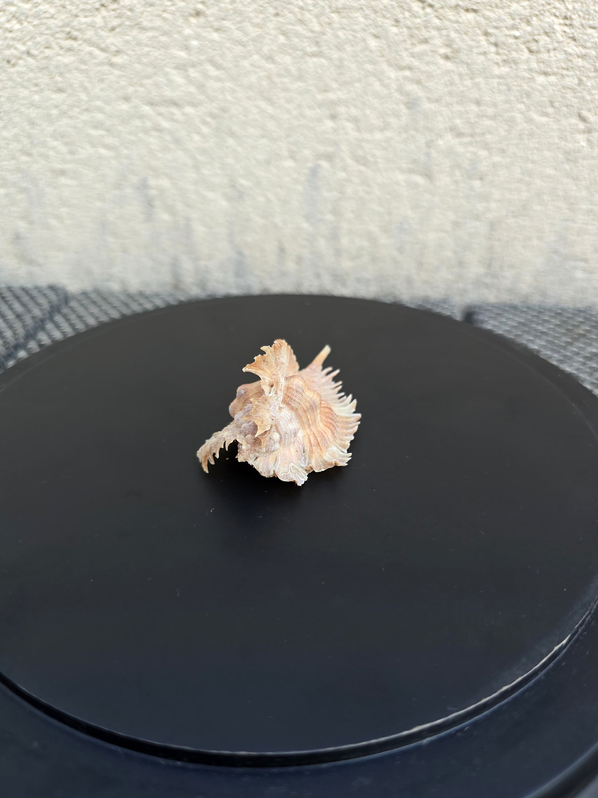 Coquillage Murex Chicoreus