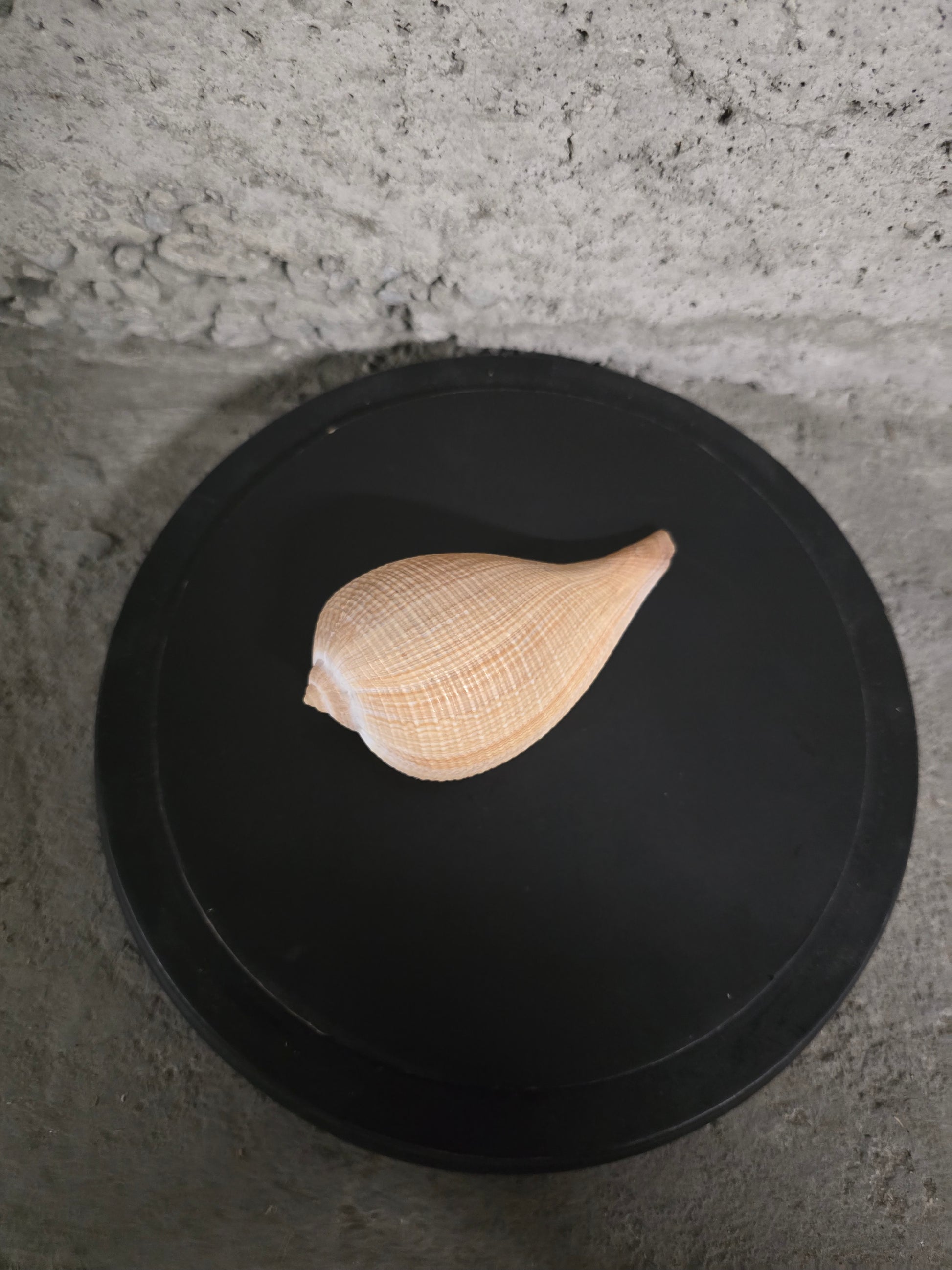 Coquillage figue gracilis