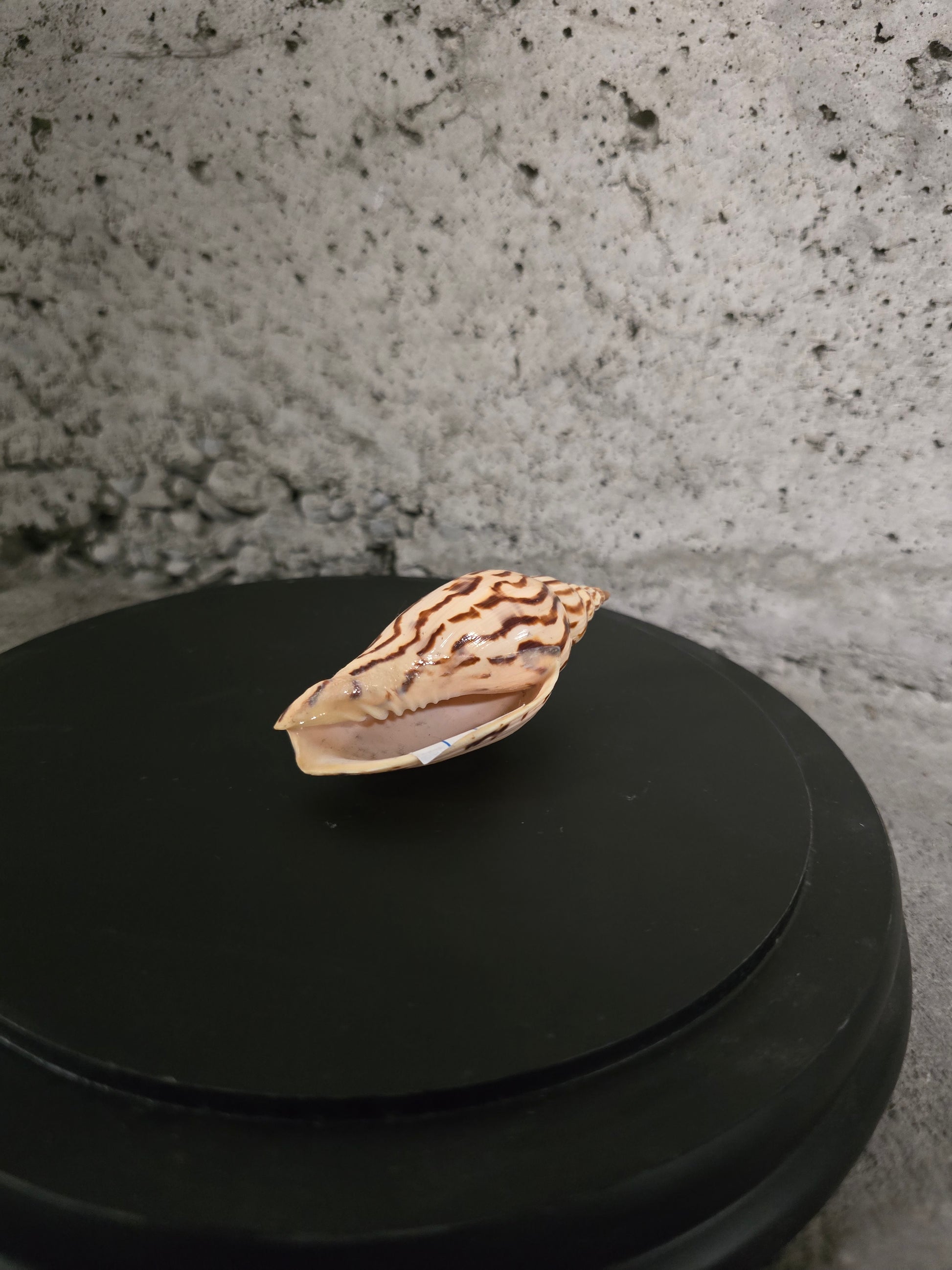 Coquillage Neptunea loroisii