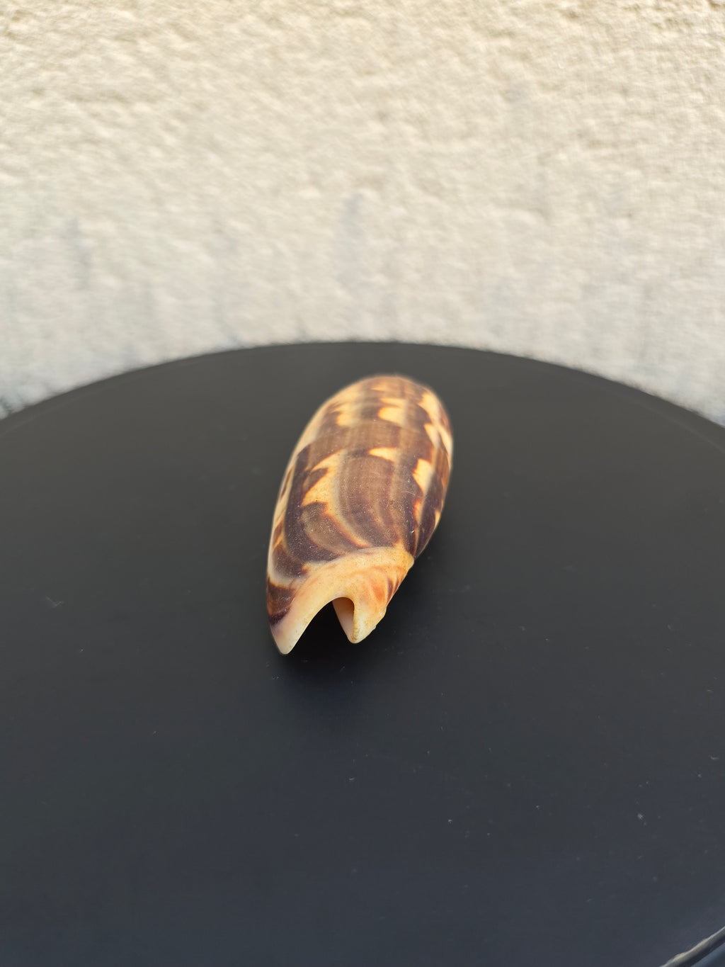 Coquillage Oliva 72-75 mm