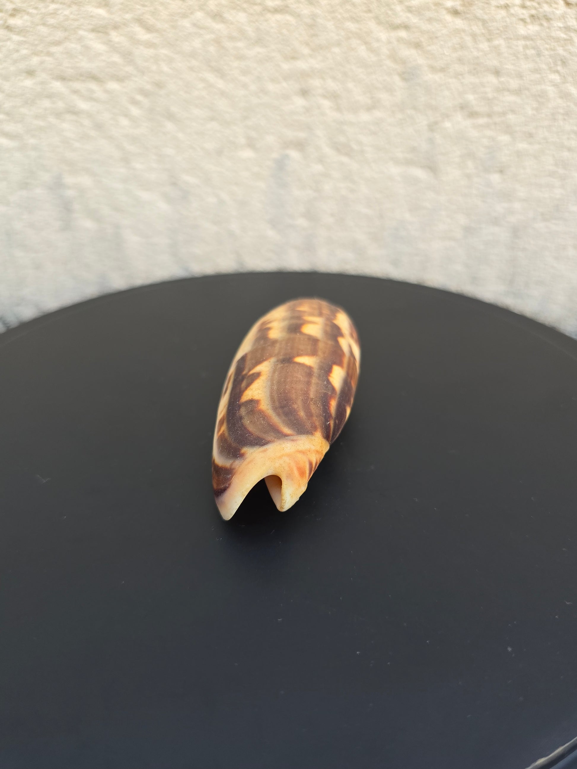 Coquillage Oliva 72-75 mm