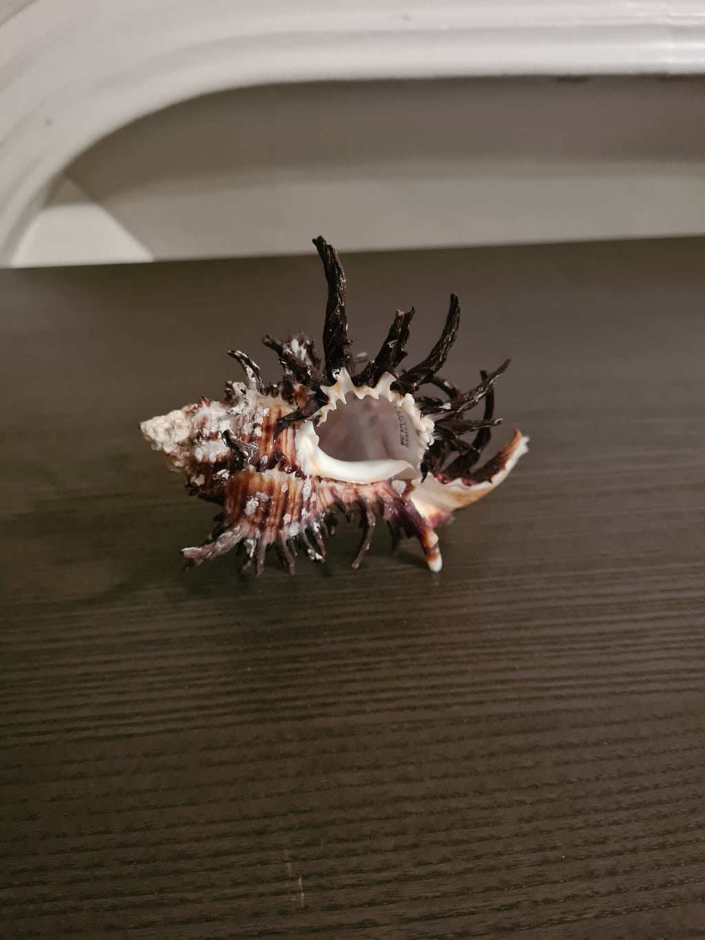 Coquillage Chicoreus Murex