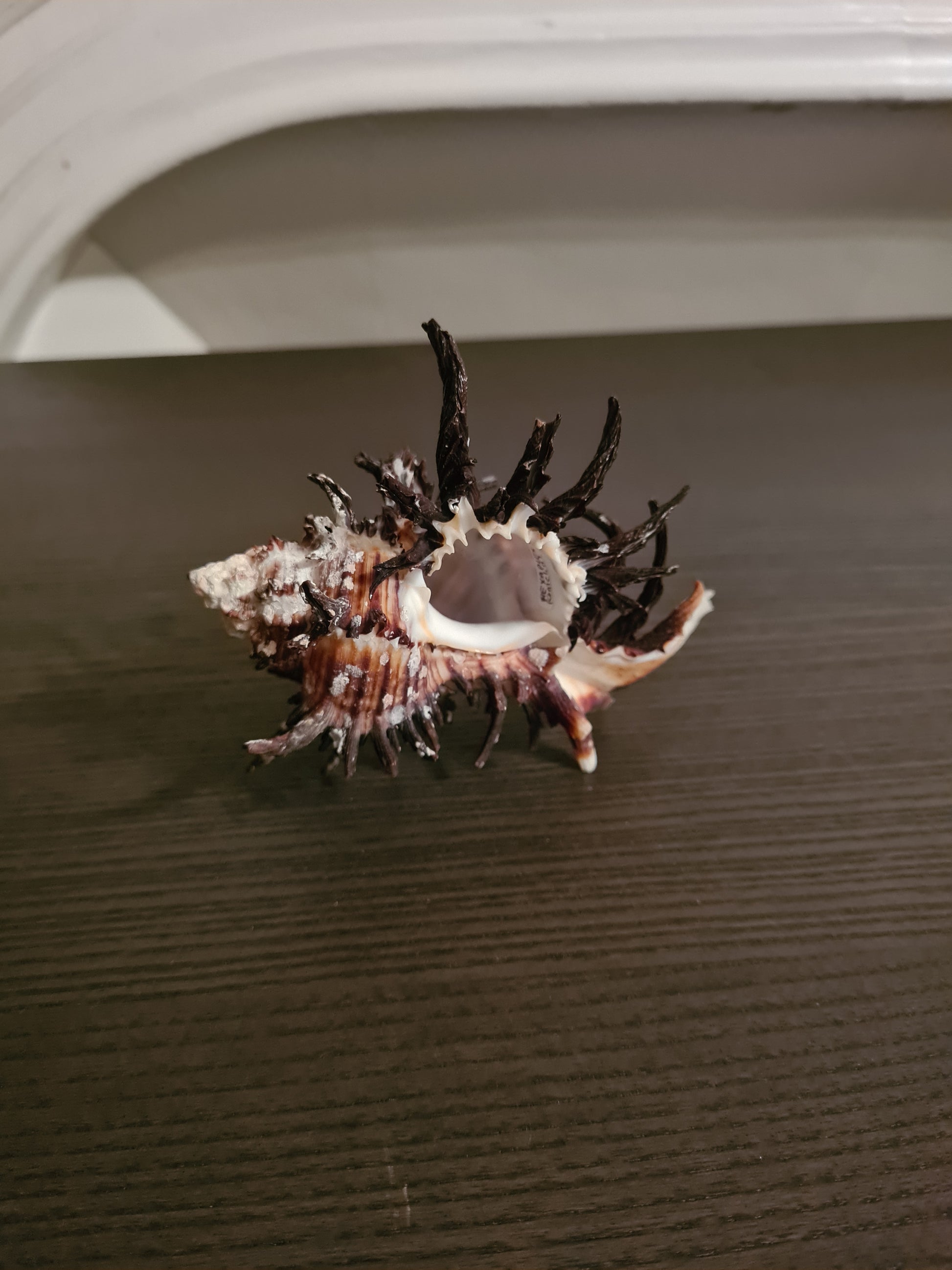 Coquillage Chicoreus Murex