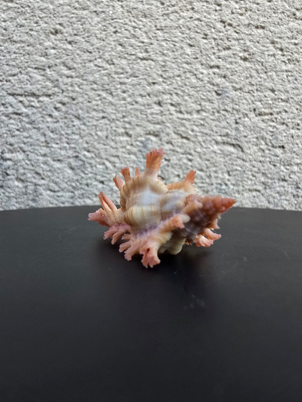 Coquillage Chicoreus Murex