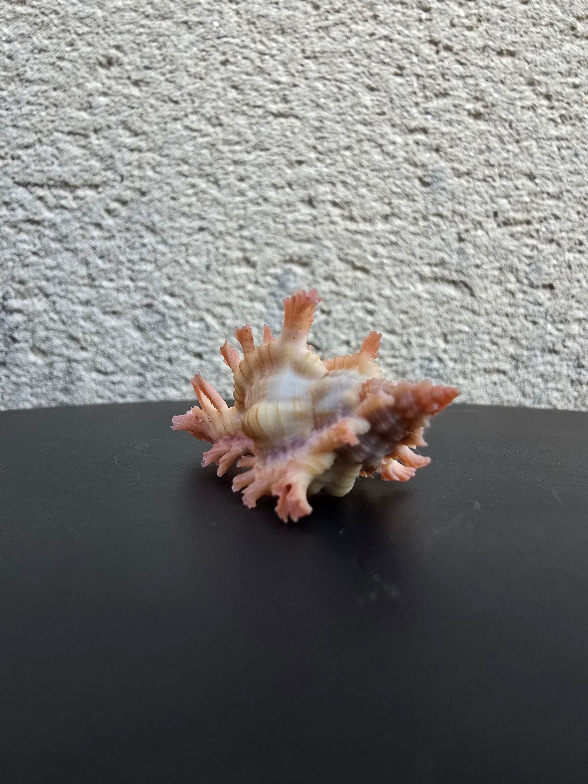 Coquillage Chicoreus Murex