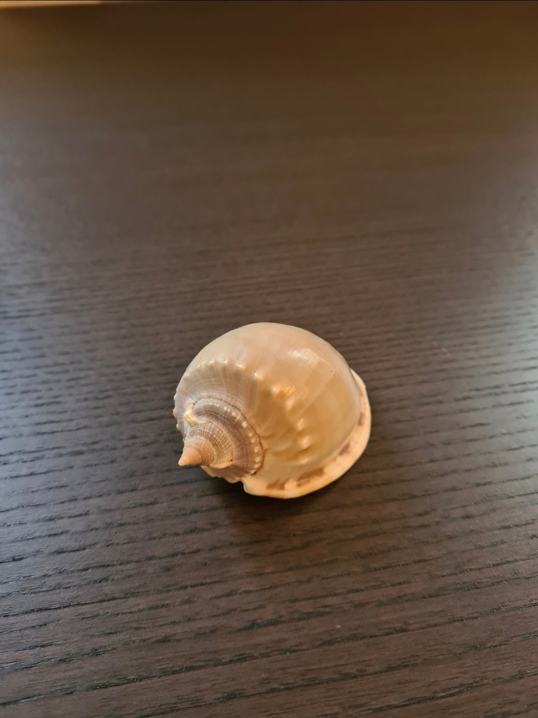 Coquillage Cassis Phalium