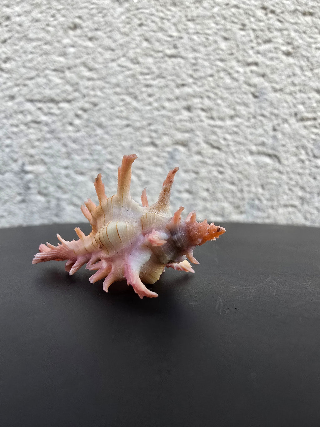 Coquillage Chicoreus Murex