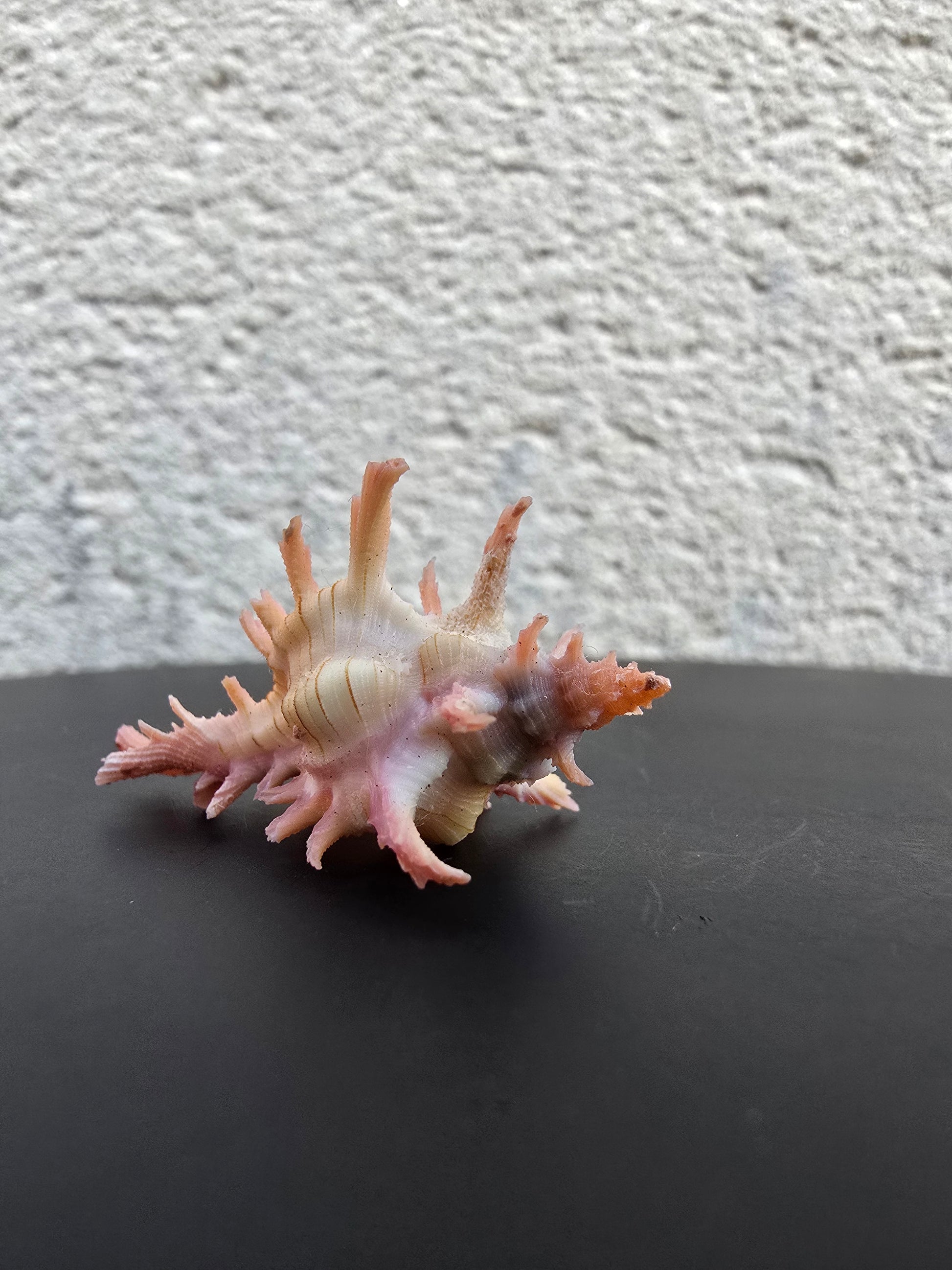 Coquillage Chicoreus Murex