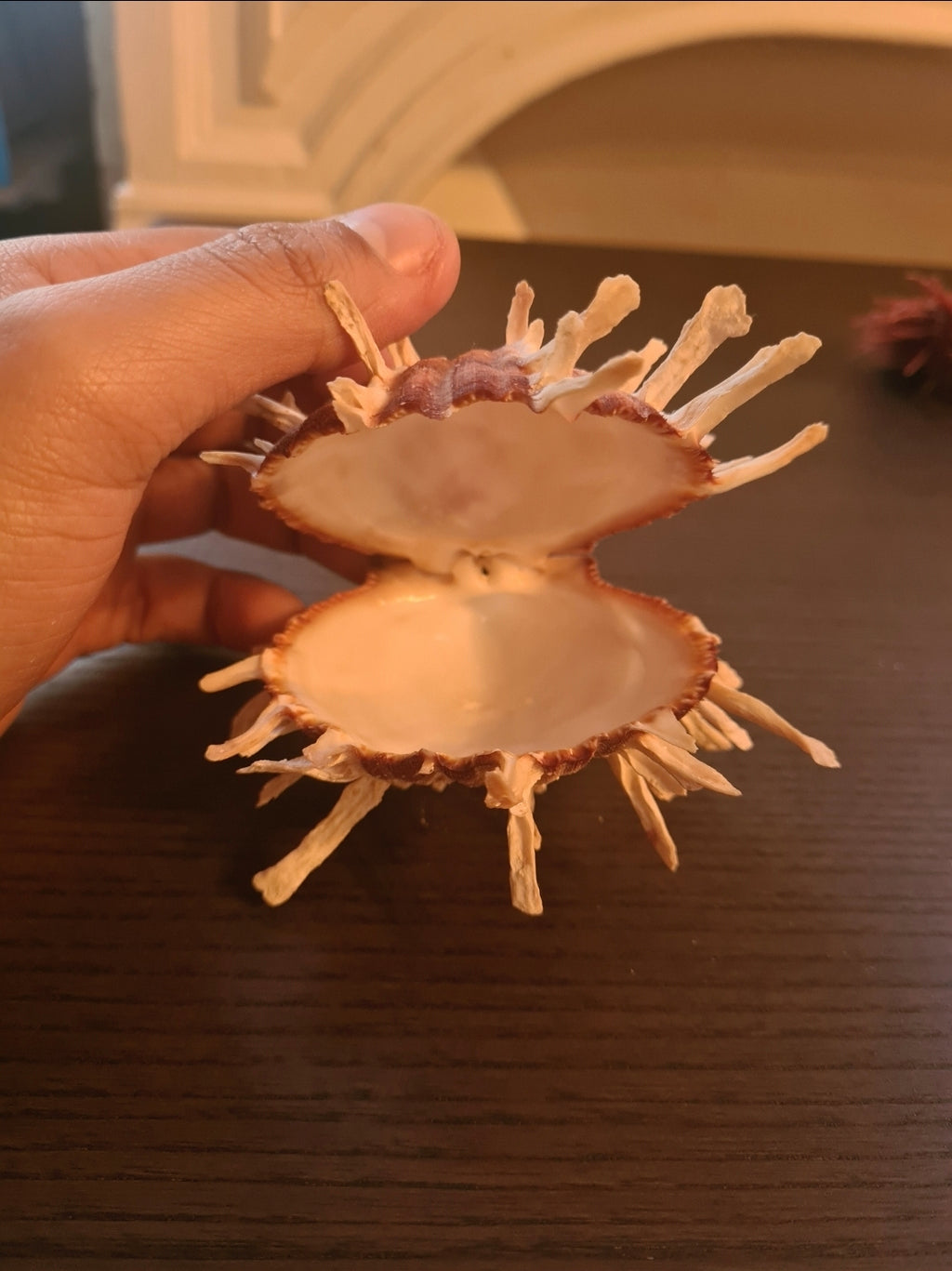 Coquillage Spondylus foliaceus, 145 mm