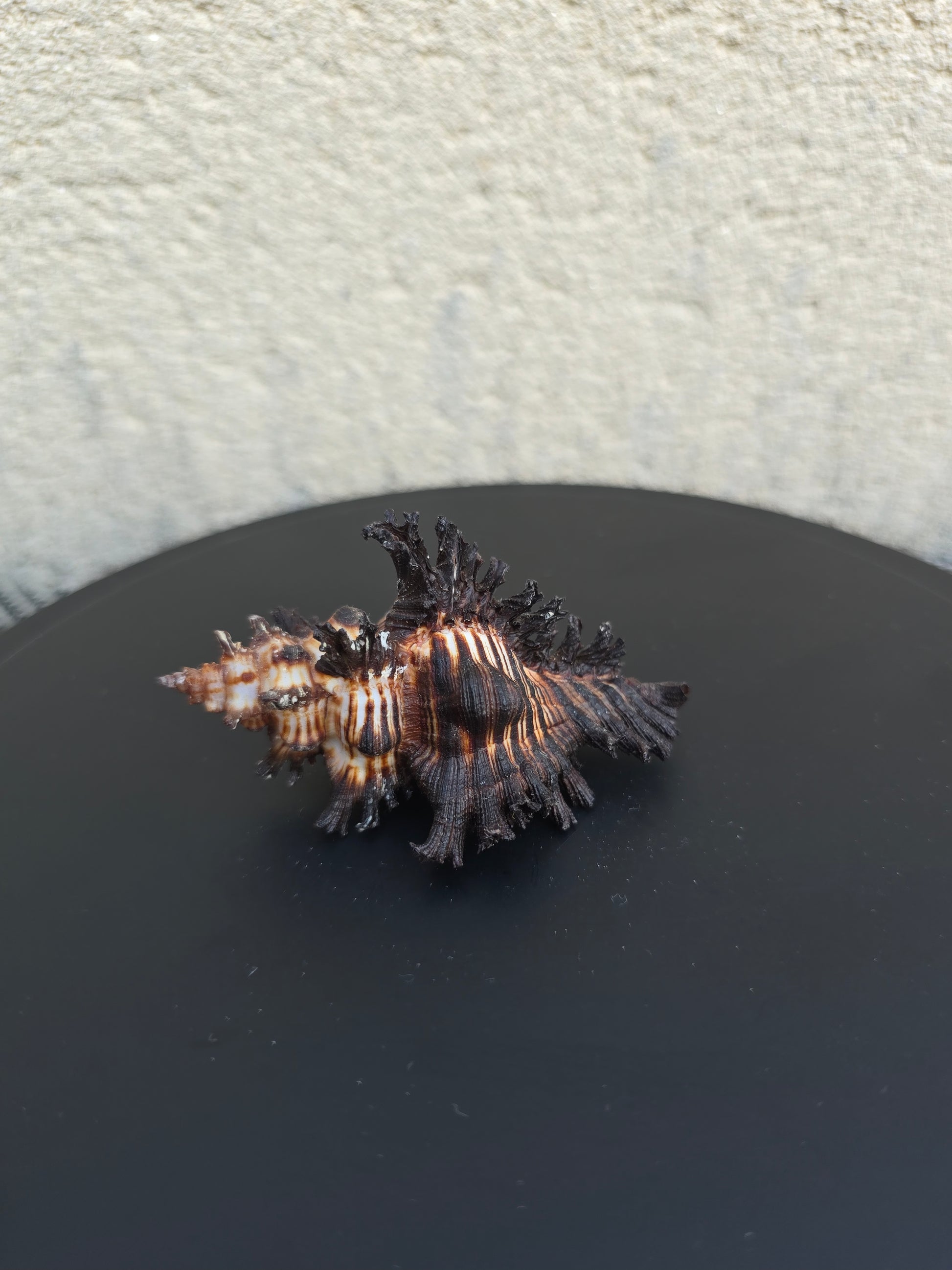 Coquillage Murex Chicoreus