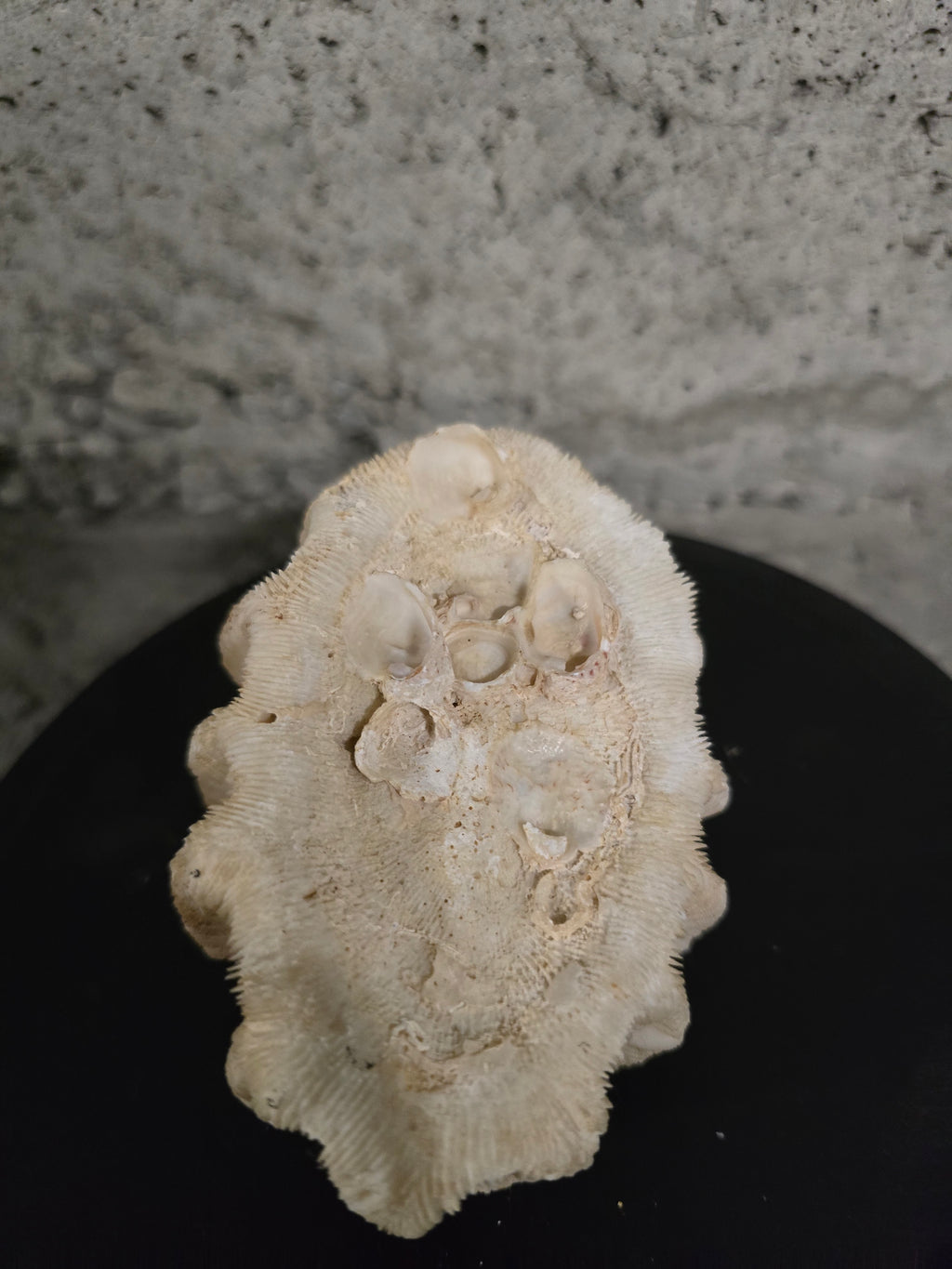 Pierre fossilisée corail