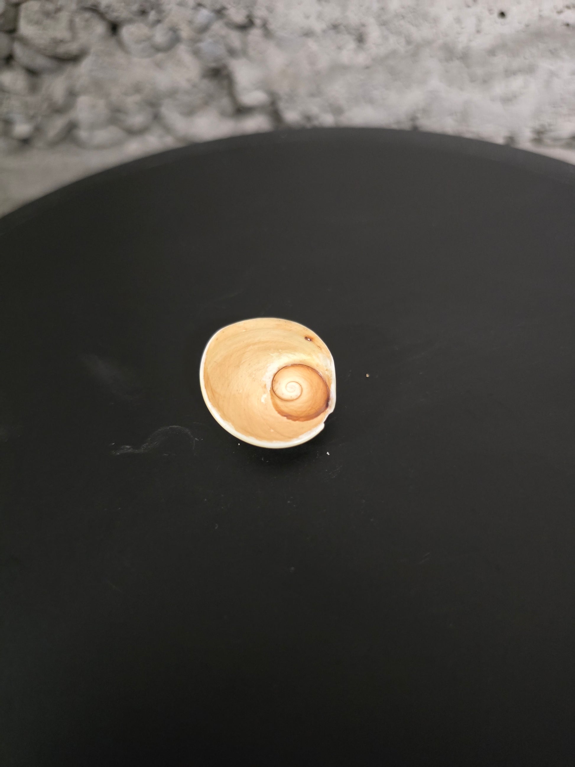 Coquillage Shiva oeil de chat