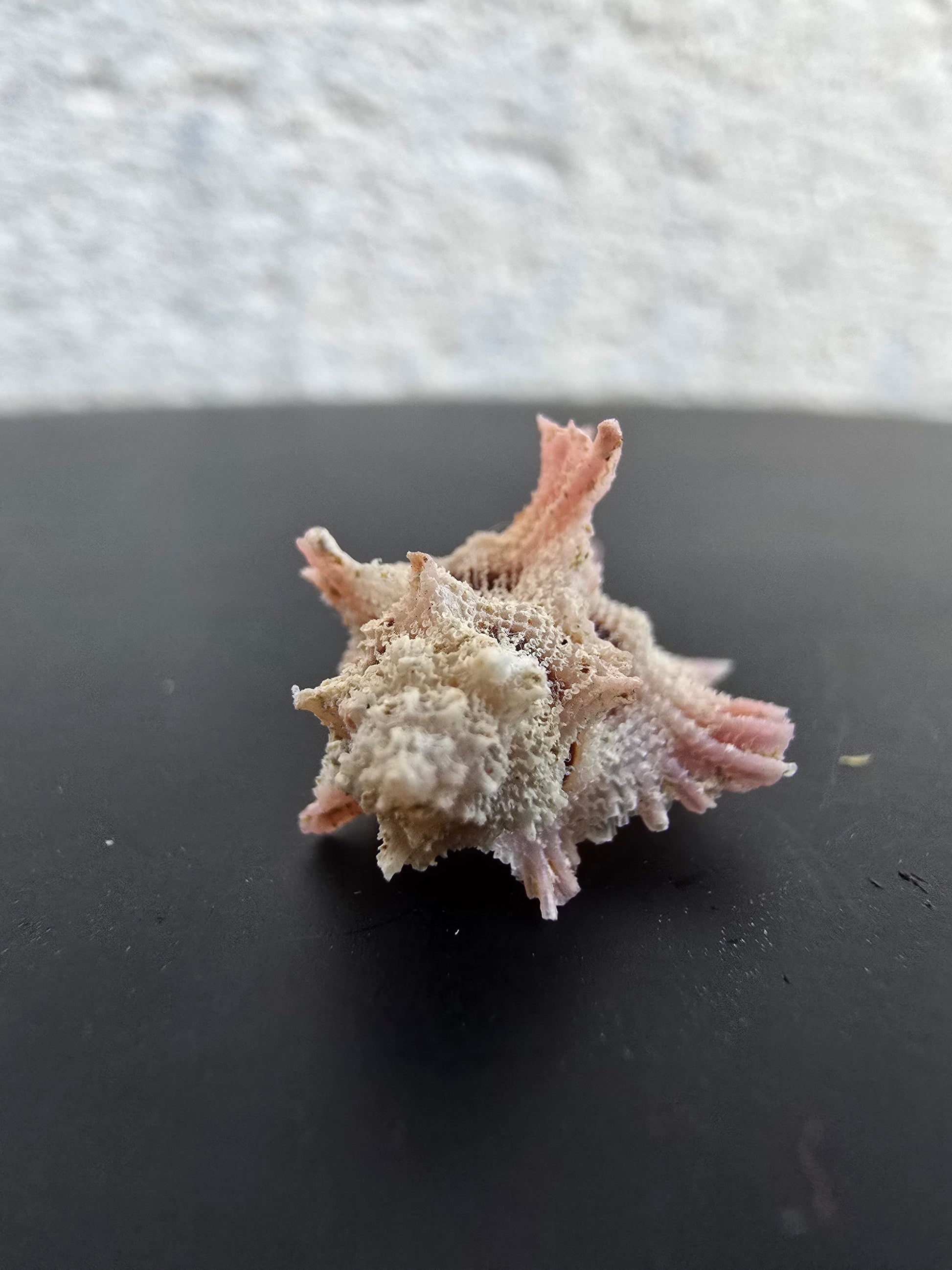 Coquillage Chicoreus Murex