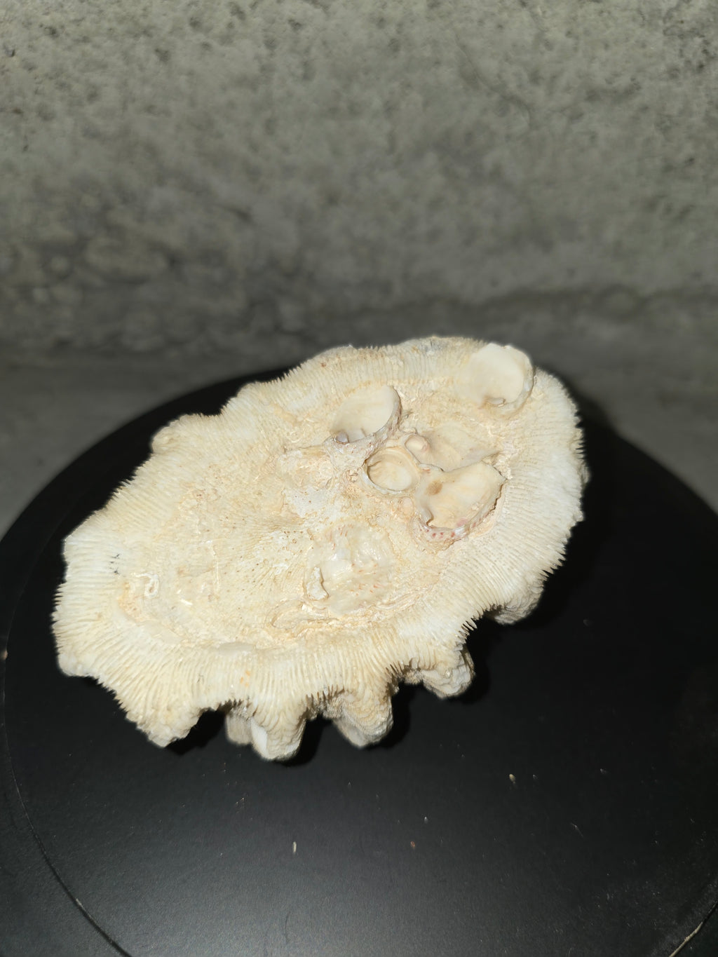 Pierre fossilisée corail