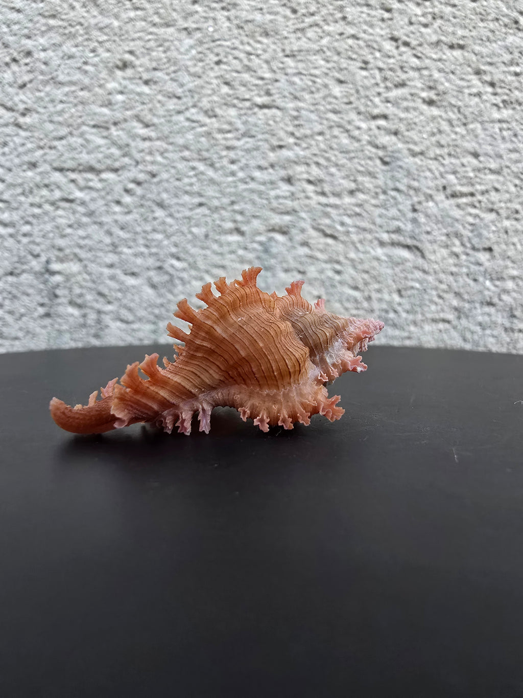 Coquillage Chicoreus Murex