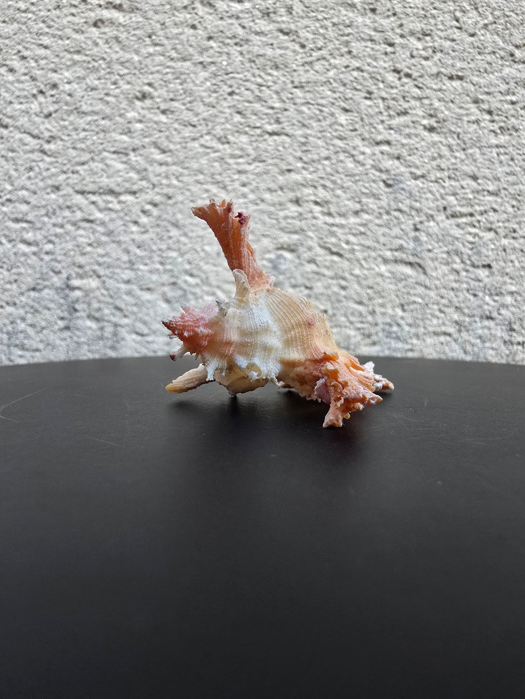 Coquillage Chicoreus Murex