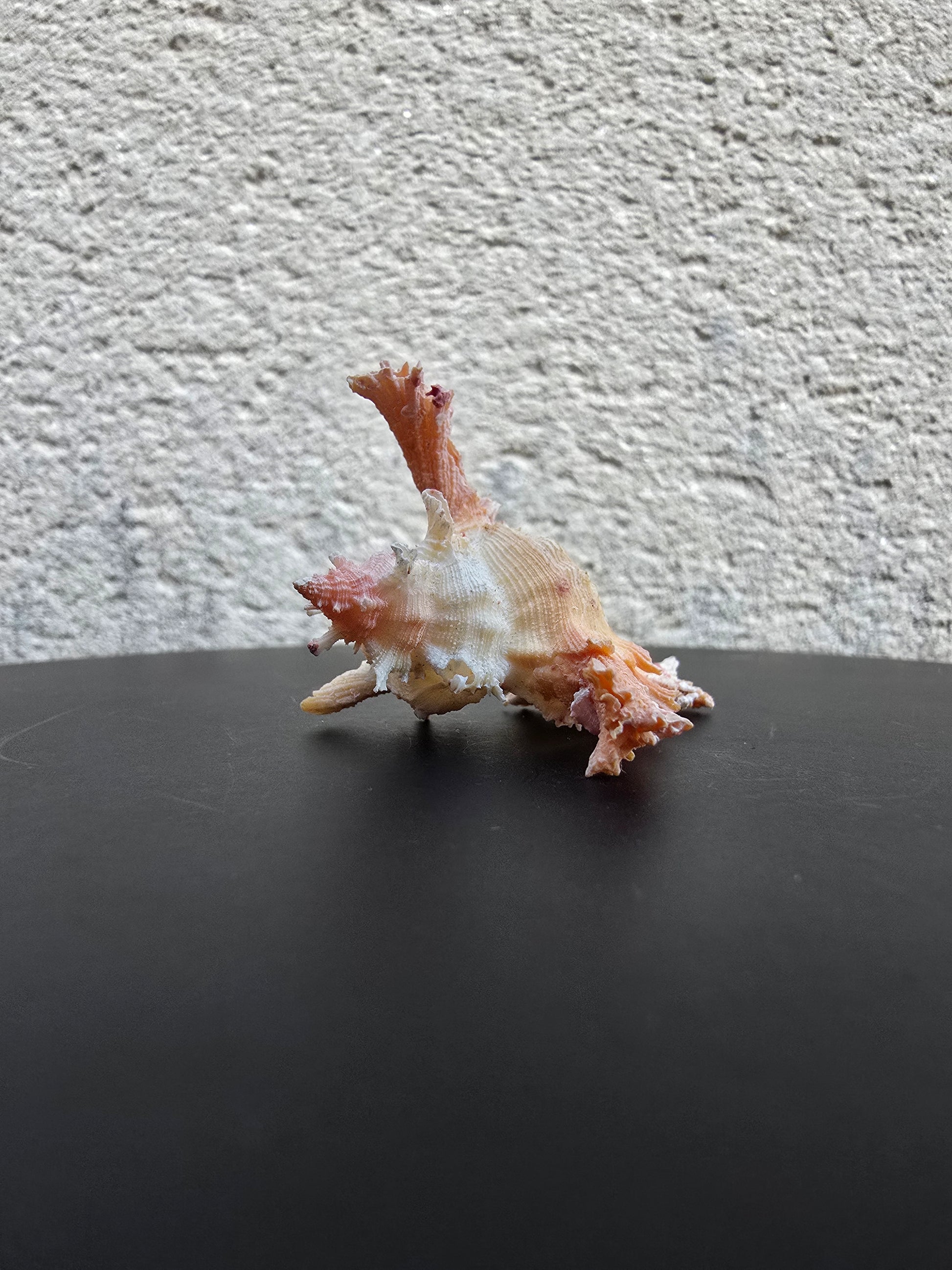Coquillage Chicoreus Murex