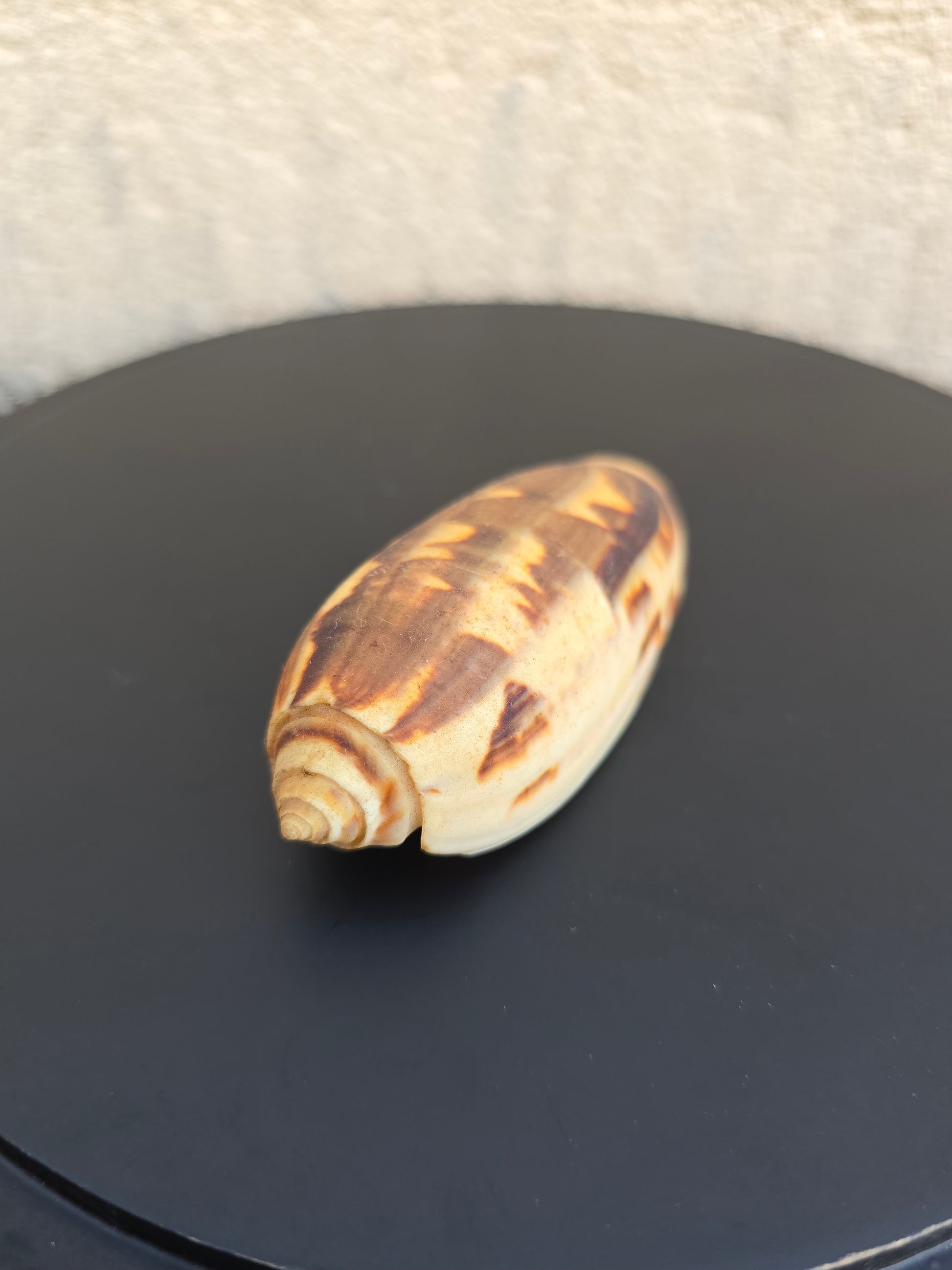 Coquillage Oliva 72-75 mm