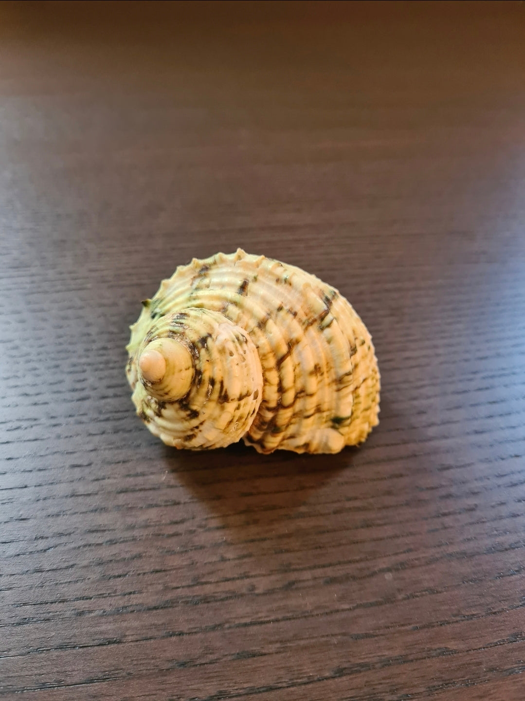 Coquillage Burgo