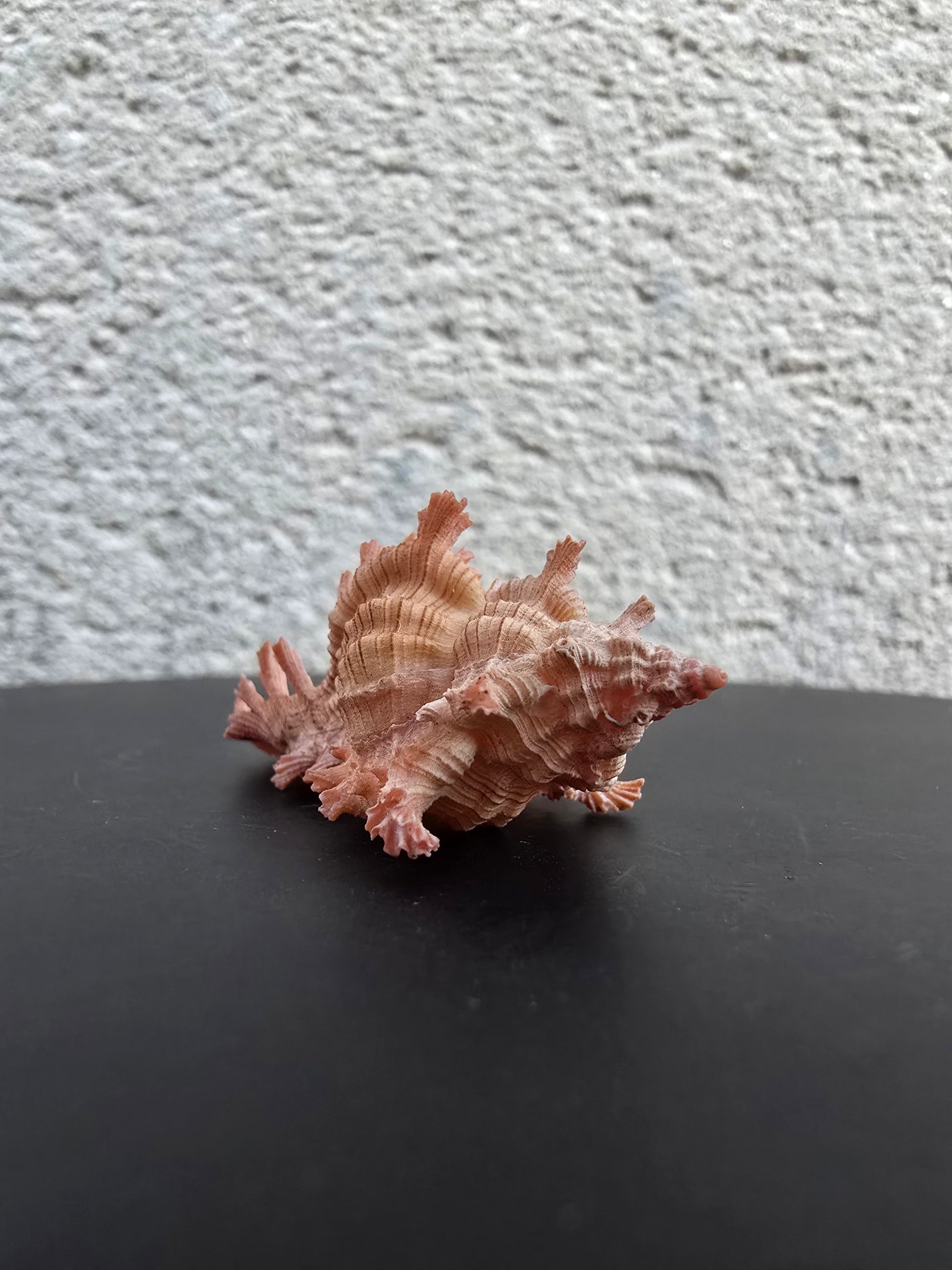 Coquillage Chicoreus Murex