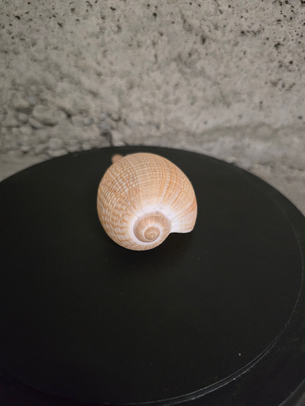 Coquillage figue gracilis