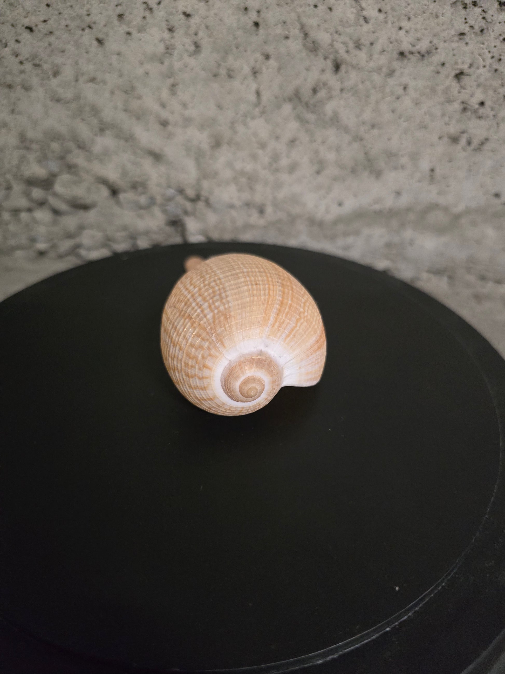 Coquillage figue gracilis