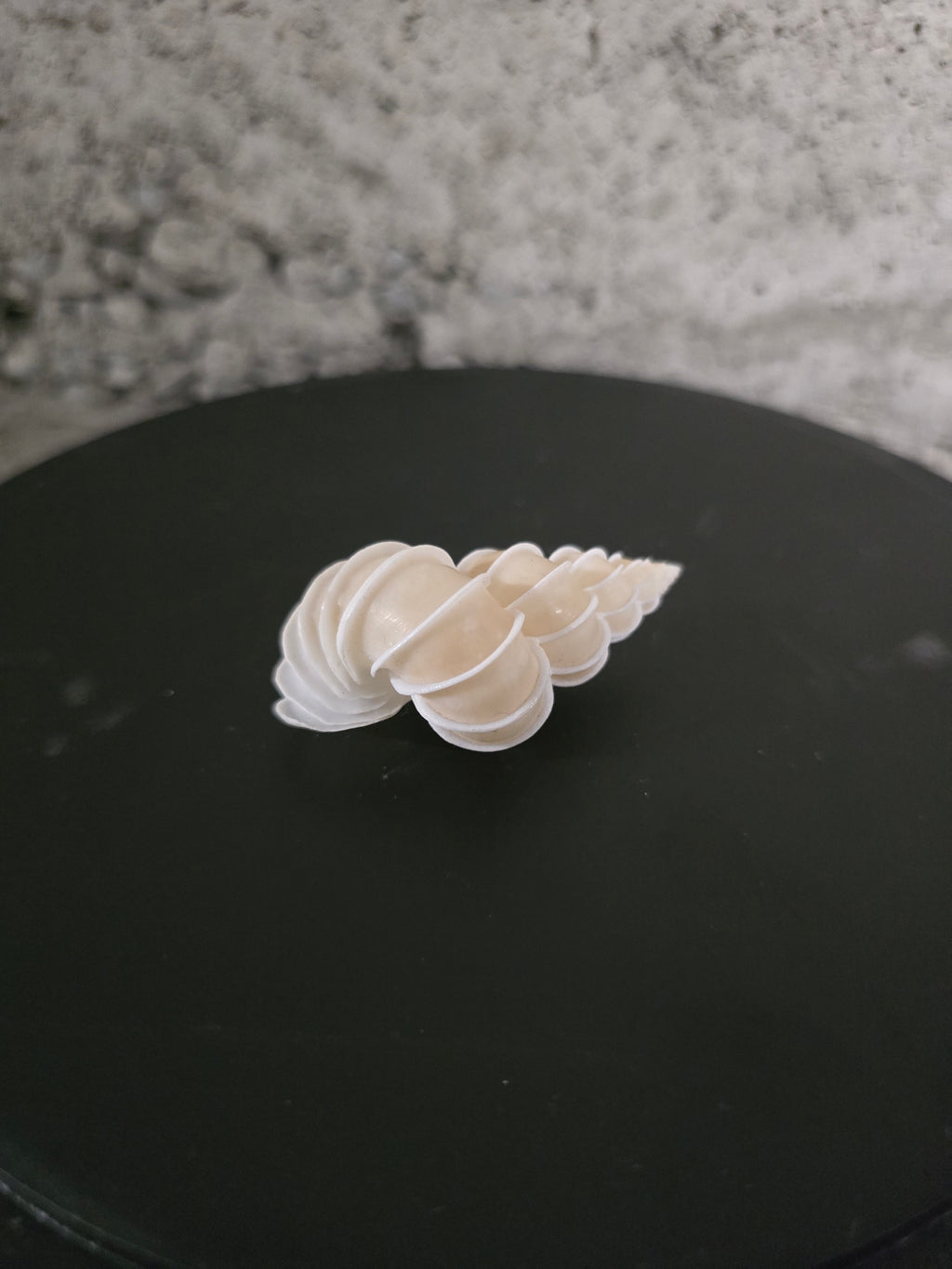 Coquillage Epitonium