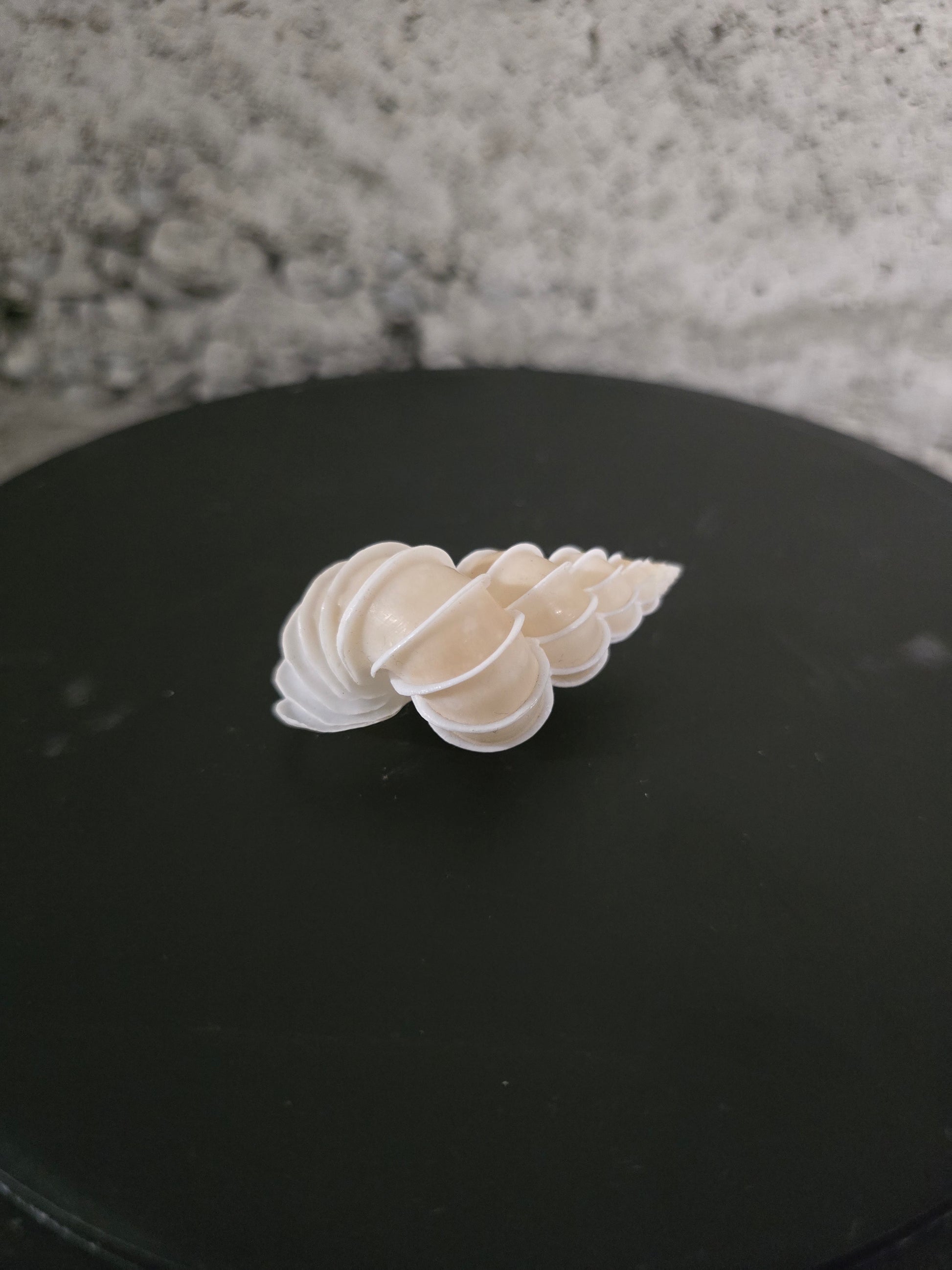 Coquillage Epitonium