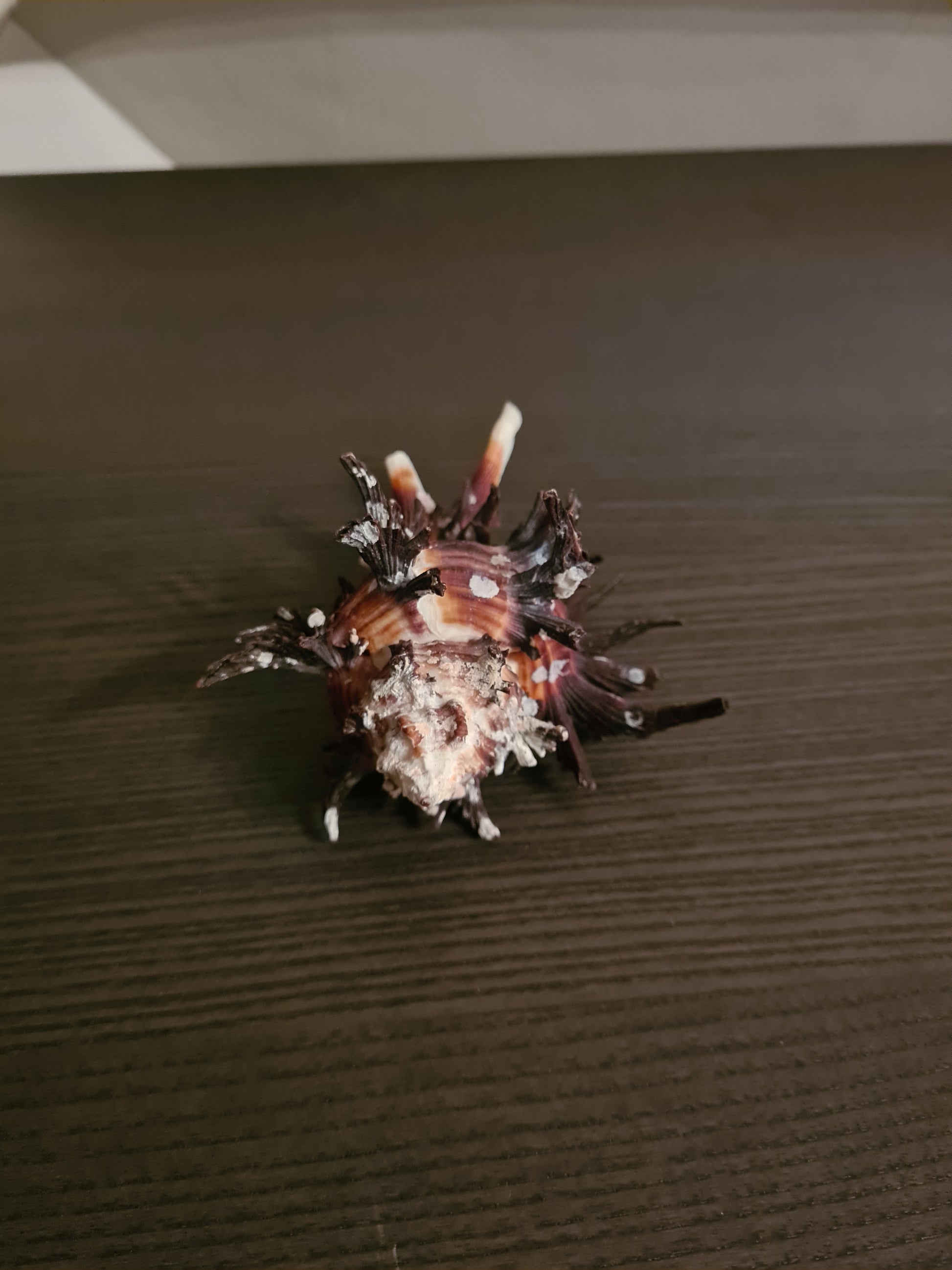 Coquillage Chicoreus Murex