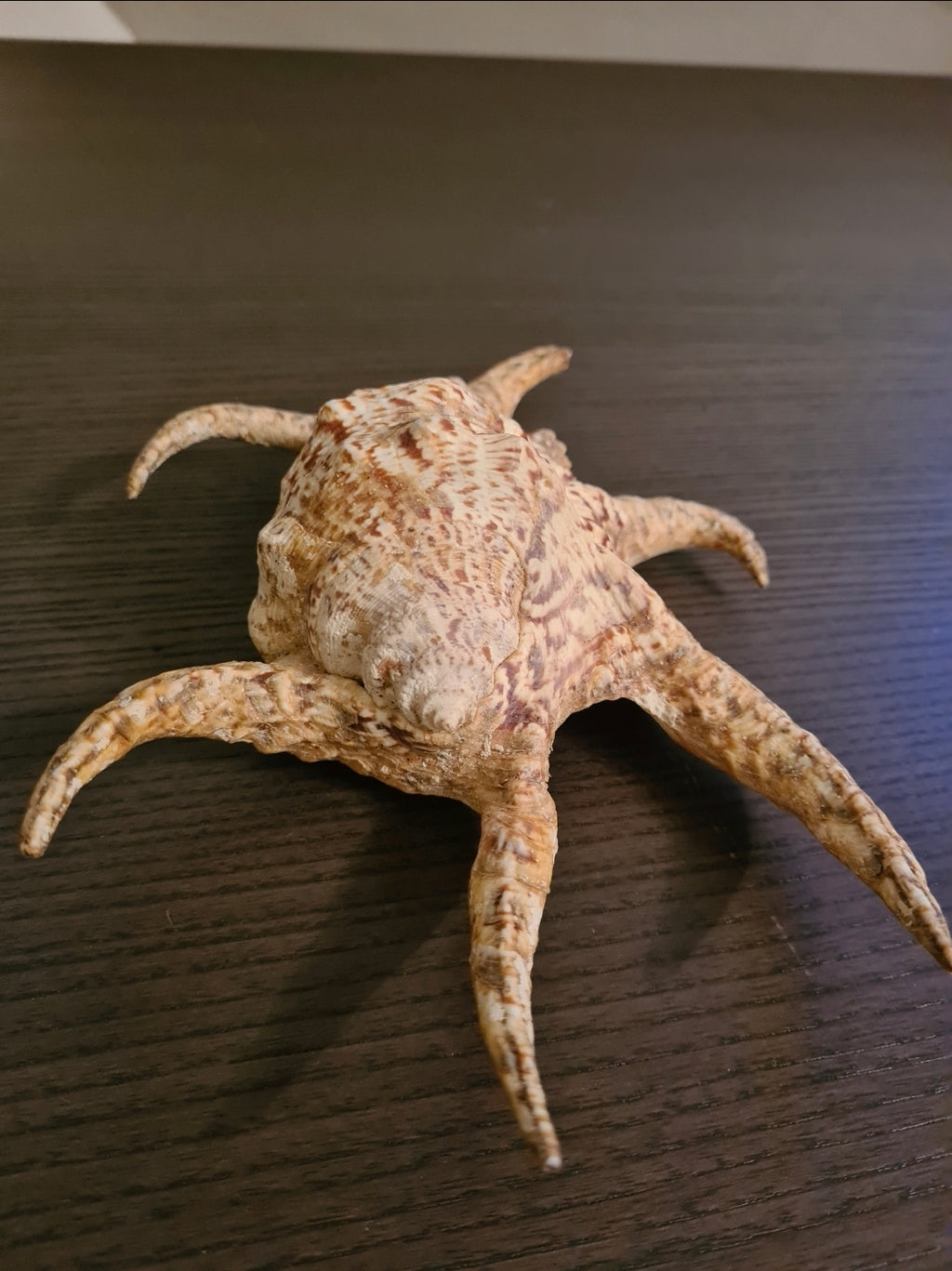 Coquillage Lambis Chiragra Limoré