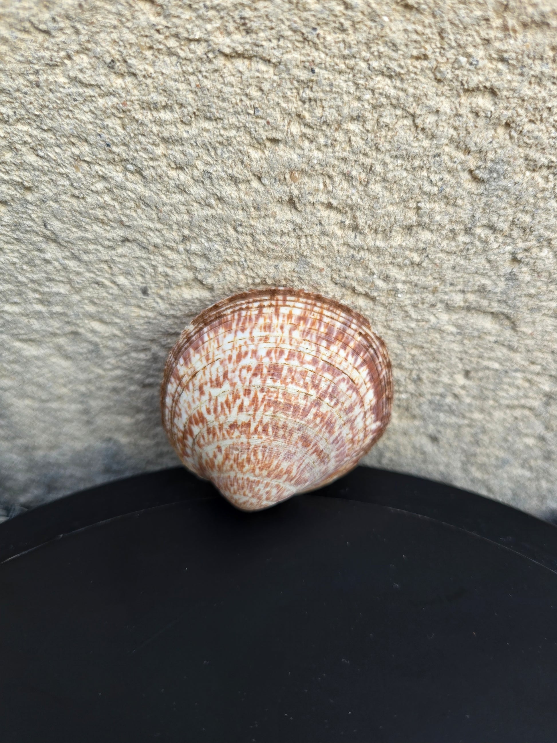 Coquillage Amande des mers