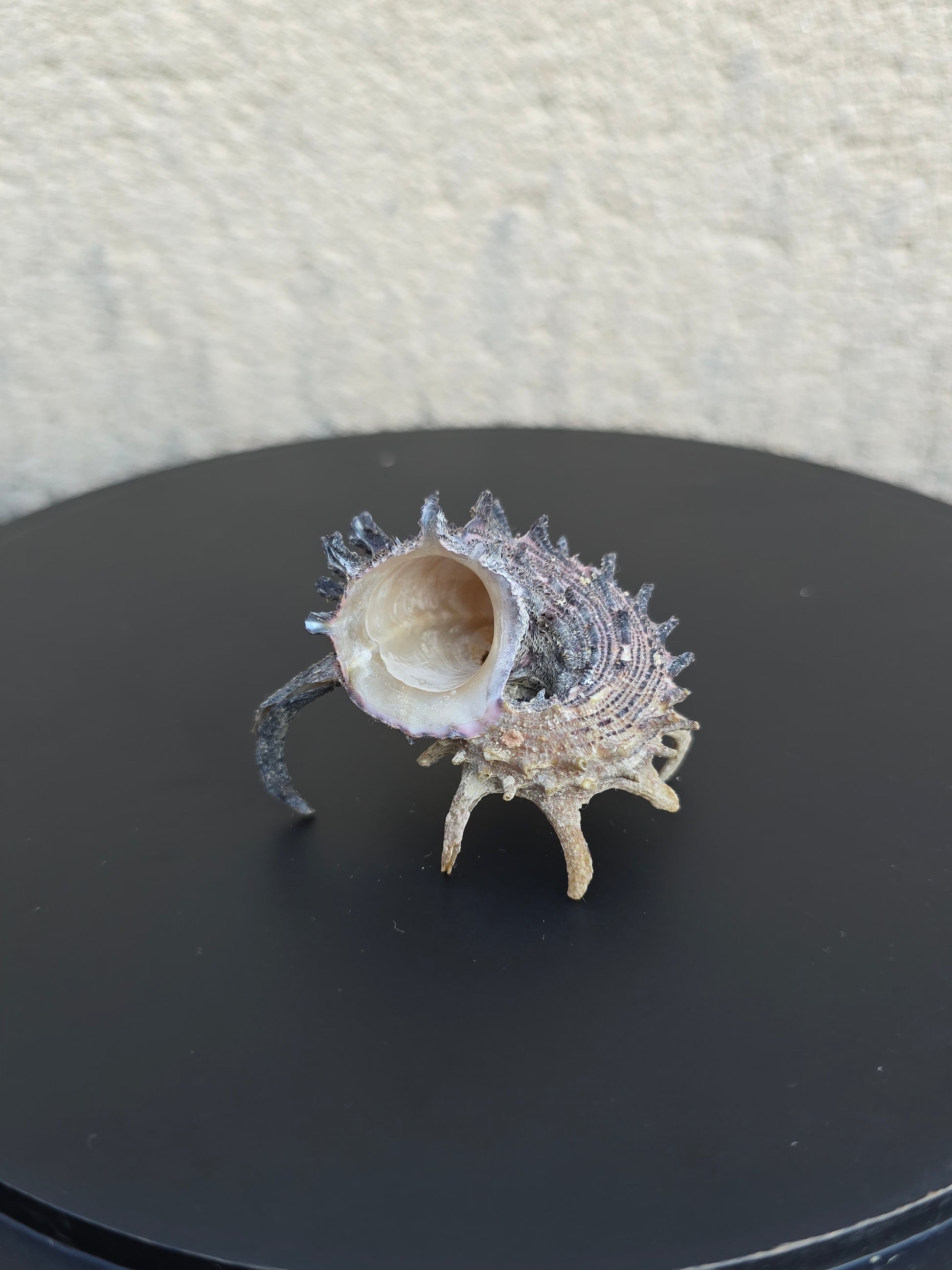 Coquillage Angora delphine