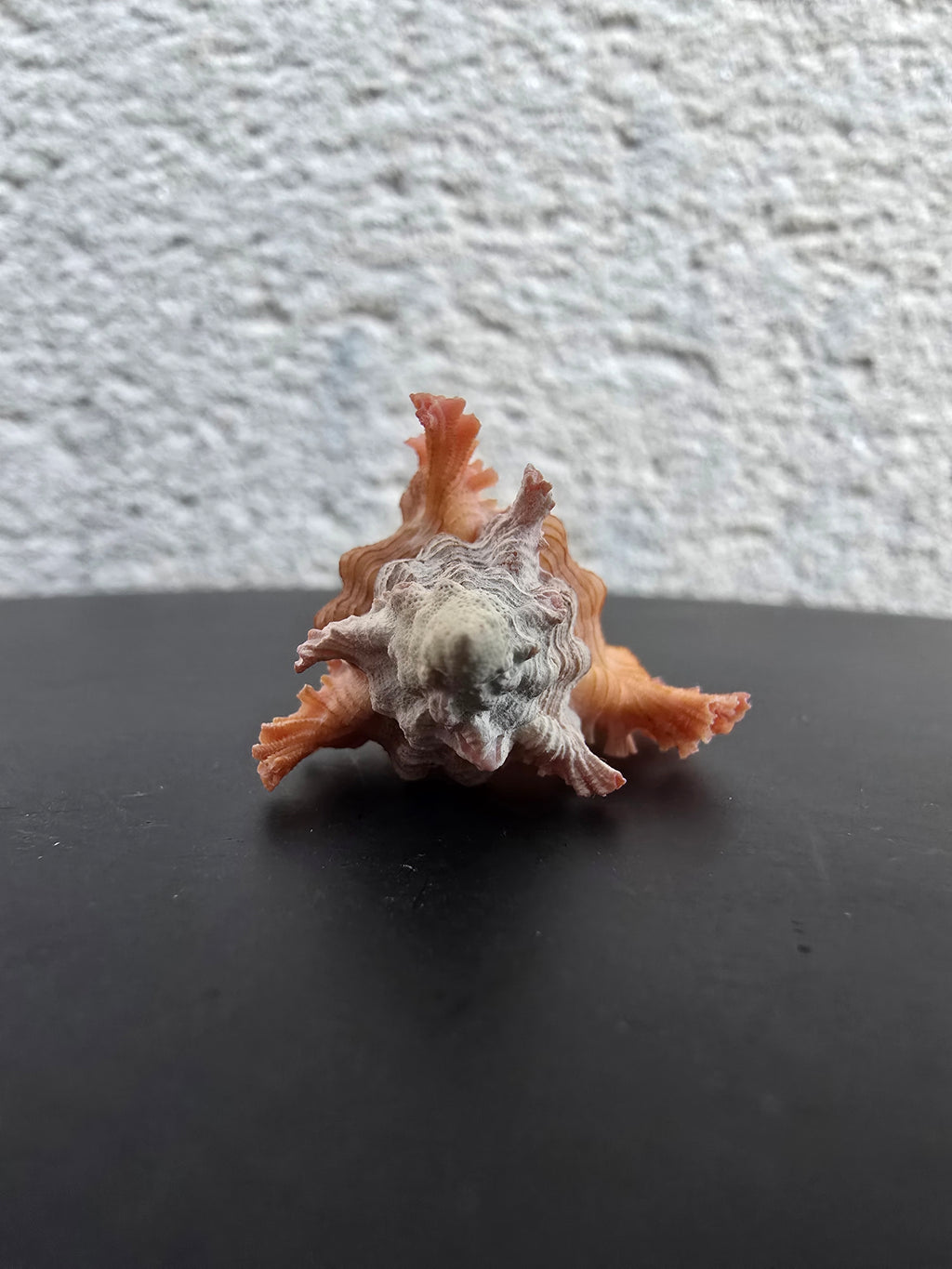 Coquillage Chicoreus Murex