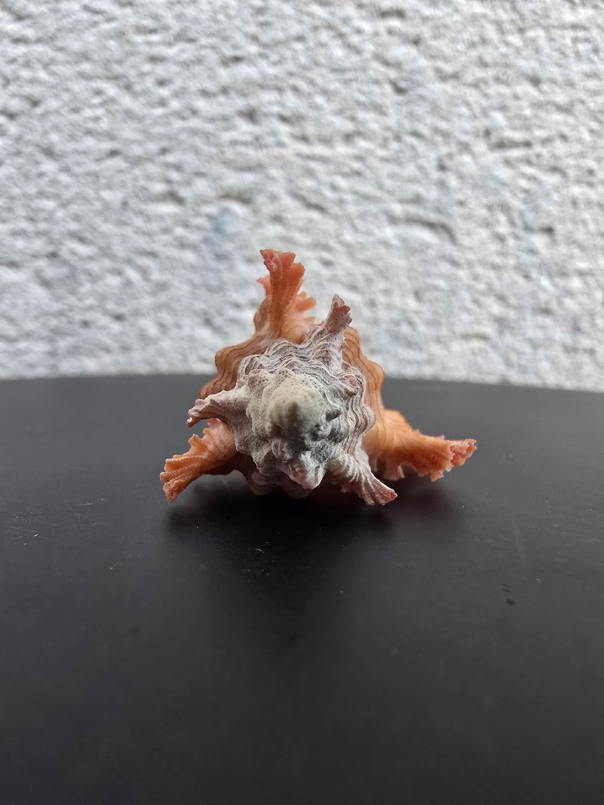 Coquillage Chicoreus Murex