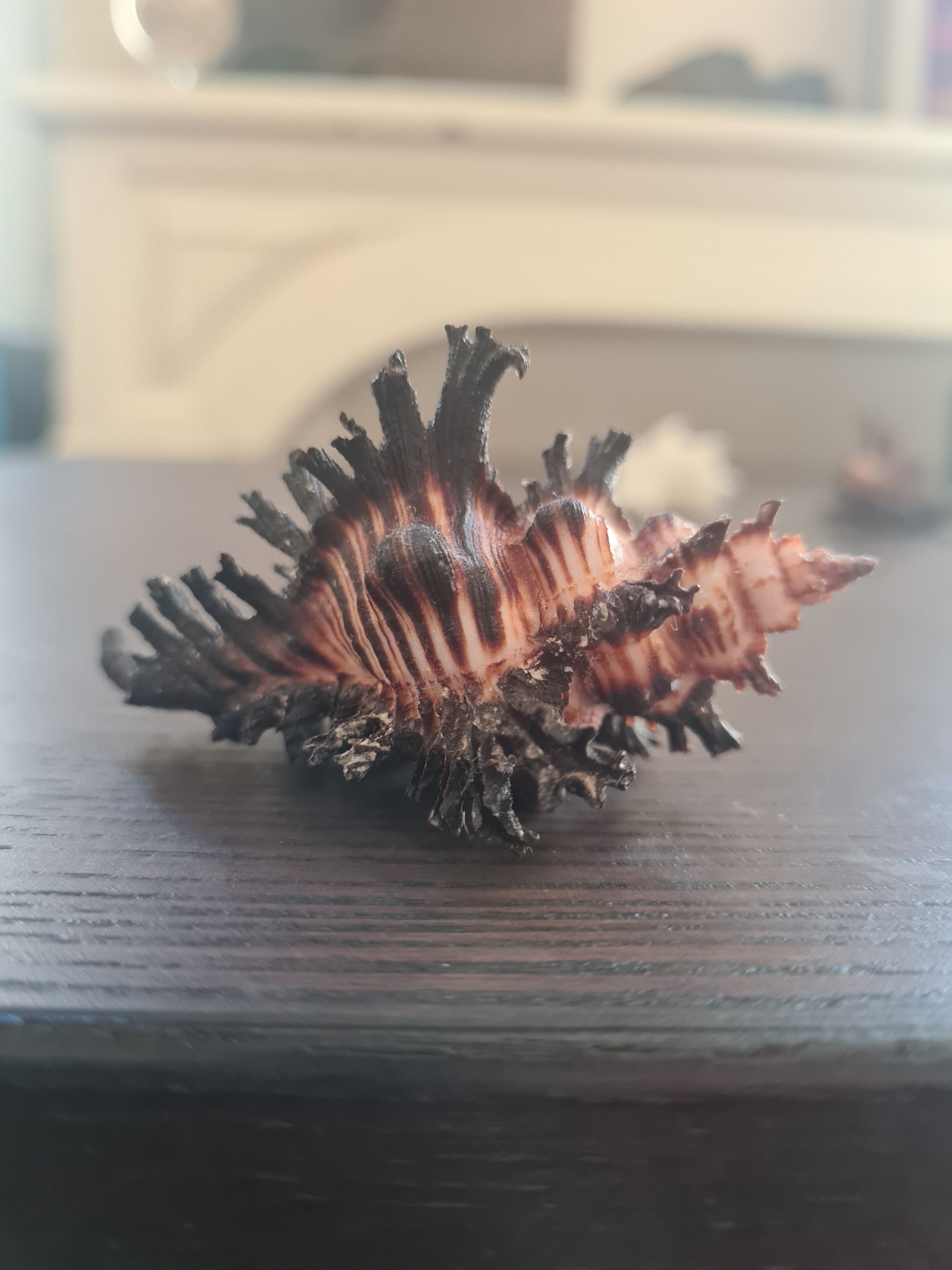 Coquillage Chicoreus Murex