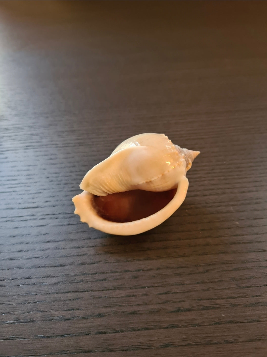 Coquillage Cassis Phalium