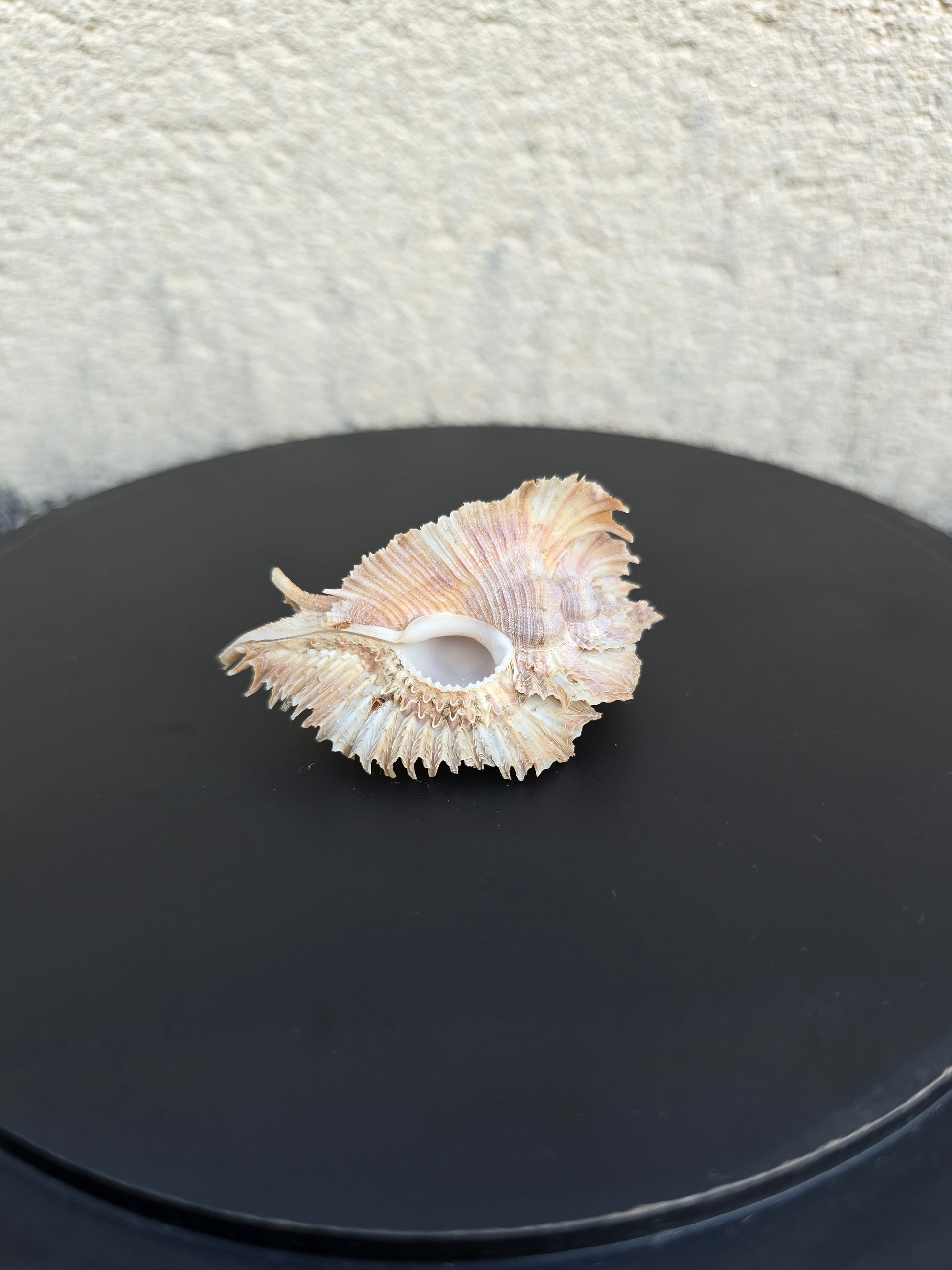 Coquillage Murex Chicoreus